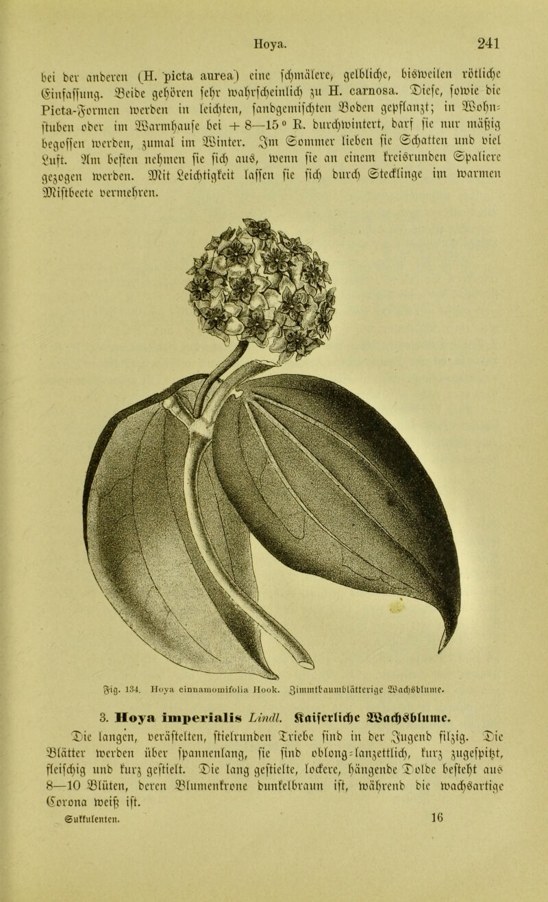 bei bcv anbeven (H. picta aurea) eine finalere, gelbliche, bi^toeilen ri3tlid)c (Stnfaffung. ©cibe gefjören fe^r toa^rfdjeinlid) 31t H. carnosa. ©)icfc, folgte bie Picta-gormcn Serben in leisten, fanbgemifdften 23oben gepflanzt; in 2Bofym ftuben ober int 2Barmf)aufe bei + 8—150 R. burd&tointert, barf fic nur mä§ig begoffen Serben, gitmal im Söinter. 3m (Sommer lieben fie ©djatten nnb biel guft. 91tn befteit nehmen fie fid) anb, toenn fie an einem freibrunben ©paliere gezogen toerben. Sftit fieid&tigfeit Taffen fie fid) bnvd) ©tedlinge im Farmen 2JUftbeete bevmebven. $ig. 134. Hoya cinnamomifolia Hook, gimmtbaumblätterige 2i?ad)^blnme. 3. Hoya imperialis Lindl. ftaifcrüdfe 9X*ad)bMnim\ ©ie langen, Oerciftelten, ftielrunben ©riebe fiitb in ber Jjugenb filzig. ©)ie Blätter toerben über fpannenlang, fie fiitb oblong^lan^ettlid), fnrj jitgefpiftl, fleifcf)ig nnb fur§ geftielt. ©>ie lang geftielte, lodere, baitgenbc ©)olbe befielt anb 8—10 931üten, bereit 931umen!rone btmfelbrann ift, mäbrenb bie madbbartige (Korona toeifj ift. ©uffulenten. 16