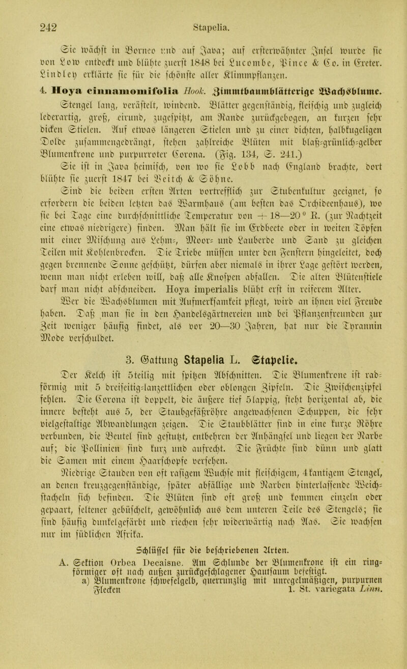 0ic trmdj|t in ©ortteo r.nb auf $aoa; auf crftertoäljnter .gttfel tourbe fic bon Solu entbedt mtb blühte juerft 1848 bei Sucombe, ©incc & (£o. in (freier. Siublet) erflärte fic für bic fdjönfte aller Älimmpflanäen. 4. Hoya ciniiainoiiiifolia Hook, ^ümutbaumblötteriflc äöadjeMjtunte. 0tengel laug, oerä fielt, toinbenb. ©lätter gegenftäubig, fleifcpig unb jugleid) leberartig, groß, eirunb, ^ugefpipt, am Staube jurücfgebogeu, au finden fe(r biden (Stielen. 2luf ettoab längeren ©fielen unb ju einer bitten, (albfugeligen 0olbe gufammeugebrängt, ftel;en japlreicpe ©litten mit blaffgrünlicf)=gelber ©lumenfrone unb burpurroter (Sorona. (gig. 134, ©. 241.) ©ie ift in Saba fjeinrifd), Oon Ino fie Sobb nad) (fnglanb brachte, Dort blitzte fie guerft 1847 bei ©eitel) & 051)ne. 0inb bie betben erften Wirten Oortreff(id) gur 0tubenfultur geeignet, fo erforbern bie beibert lebten bab SBarmpaub (am beften bab Ord)ibeen(aub), Ino fic bei Xagc eine burd)fd)itittlid)e Xemperatur non -1-18—20° E. ($ur üRacfytgeit eine ettnab niebrigere) finben. ©lau l)ält fie im (Srbbeete ober in tneiten Xöpfen mit einer ©tifepung artb Sepim, ©toor; unb Saubcrbe mtb 0anb 51t gleid)cn Xeiten mit &ol)lenbroden. 0ie Xriebe mitffen unter beit genftern (ingeleitet, bod) gegen brennenbe 0onne gefdpipt, bürfen aber niemalb iit i(rer Sage geftört Inerben, Ineitn man nid)t erleben Inill, baff alle fö'itofpett abfallen. 0ie alten ©liitcnftiele barf man itid)t abfdnteibeit. Hoya imperialis blü(t erft in reiferem Filter. SB er bie 3Bad)bblumeit mit Slufmerffamfeit pflegt, inirb an timen nie! greube (abett. 0afj man fie iit beit jrmnbelbgärtnereien unb bei ©flanjenfreunben gur 3eit Ineniger (ättfig fiubet, alb oer 20—30 gabren, (at nur bic Xpraitnin ©lobe berfdpilbet. 3. ©attung Stapelia L. ©iapelie* 0er ^elcl) ift 5teilig mit fptpen 2lbfd)nitten. 0ic ©lumenfrone ift rab= förmig mit 5 breifeitig=lanjettlid)en ober oblongen 0ic S^tfdjenjipfel fehlen. 0ie (foroita ift hoppelt, bic äufjere tief 5lappig, ftel)t (origontal ab, bie innere befiel; t aub 5, ber ©taubgefäfjröpre angetoadjfenen 0dntppen, bic fe(r bietgeftaltige Slblnanblungen jeigen. 0ie 0taubblätter finb in eine fttrje ©ol)re oerbttttben, bic ©eiltet finb geftupt, entbehren ber Slnpängfet unb liegen ber Starbc auf; bie ©olliiticn finb furj unb aufred)t. 0ie gritepte finb büntt unb glatt bie 0amen mit einem §aarfd)Opfe berfepcit. ©iebrige ©tauben non oft raftgetn SBucbfc mit fleifdpigcm, 4fantigcm ©tenget, an benen freujgegenftäitbige, fpäter abfällige unb Starben (iuterlaffenbe ©3 eiet; 5 ftadpeln fid) befinben. 0ie ©litten finb oft groß unb fotnmen einzeln ober gepaart, feltener gebitfcpclt, gcloöfntlid) aub beut unteren ©eile beb 0tcngelb; fie finb (äufig bunfelgefärbt unb rieepen fepr mibeiluärtig nad) Stab. 0ie loa d) fett nur im fiiblidjen SlfritVi. A Scplüffel für bie befcbricberteit Slrtett. . ©eftioit Orbea Hecaisne. 21m ©d)lmtbc ber ©lumenfrone ift ein ring- förmiger oft uad) aupeit 3nrücfgefd) 1 ageuer §autfaum befeftigt. a) ©lumenfrone fd)ioefelgelb/ qiterruitälig mit unregelmäßigen, purpurnen gleden 1. St. variegata Linn.