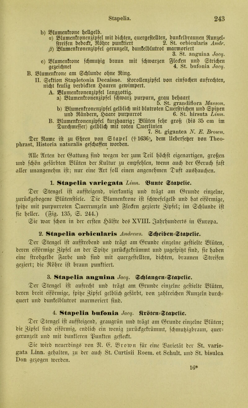 b) SBlumenfrotie hellgelb. a) üölumenfronengtpfel ntit öidjten, quergeftellten, bunfelbrauuen Slungeb ftreifett bebccft, 3töl)re punftiert 2. St. orbicularis Andr. ß) SÖIuntenfrouengipfel gerungelt, bunfelblutrot marmoriert 3. St. anguina Jacq. c) ©lumeitftone fd^muptg braun mit fdhtoargen Reefen uub ©trieben gegeiepnet 4. St. bufonia Jacq. B. ©lumenfrone am ©cblunbe ohne 3ting. II. ©eftion Stapletonia Decaisne. ^orollengipfel bon einfachen aufrechten, nicht feulig berbidten paaren gemimpert. A. ©lumenfronengipfel langgottig. a) ©lumenfronengipfel fdjtoarg purpurn, grau behaart 5. St. grandiflora Masson. b) ©lumenfronengipfel gelblich mit blutroten Querftrichen unb ©pipen uub Stäubern, §aare purpurrot 6. St. hirsuta Linn. B. ©lumenfronengipfel furgpaarig; ©litten fehr groß (big 35 cm im ©urepmeffer) gelblich mit roten Querlinien 7. St. gigantea N. E. Brown. $er üftarne ift gu ©pren oon Stapel (fl636), bem lleberfeßer bon Theo- phrast, Historia naturalis geschaffen morben. 5(lle Wirten bei* ©attung finb toegett bei* gunt £eil pödpft eigenartigen, großen unb fcpöit gefärbten ©litten bei* Kultur gu empfehlen, toentt auch bei* ©eruep faft aller unangenehm ift; nur eine 9lrt feil einen angenehmen £)uft au$haudf)en. 1. Stapelia variegata Linn. Quitte ©tapelic. ©)er ©tengcl ift auffteigenb, bierlantig unb trägt am ©ruitbe eingelne, guriiefgebogene ©lütenftiele. ®ie ©lumenfrone ift fc^Paefelgclb unb pat eiförmige, fpipe mit purpurroten Qiterrungeln unb Rieden gegierte im ©cblunbe ift fie heller, (gig. 135, ©. 244.) ©ie tnar fepon in bei* erften §älfte be3 XVIII. SahrpunbertS in ©uropa. 2. Stapelia orbicularis Andrews. ©djeiftett=©tapeüc+ £)er ©tengel ift anfftrebenb unb trägt am ©runbe eingelne geftielte Blüten, bereu eiförmige 3tpfel ein bei* ©pipe gurüdgefritmutt unb gugefpipt finb, fie haben eine ftropgelbe garbe unb finb mit quergefteUten, bienten, braunen ©treifen gegiert; bie bRöhre ift braun punktiert. 3. Stapelia anguina Jacq. 0d)tcutgcn=©tapcUc. ©)er ©tengel ift aufrecht unb trägt am ©runbe eingelne geftielte Sölüten, bereu breit eiförmige, fpipe 3ipßd gelblicd) gefärbt, oon gaplreidpett dhmgeln bnrcf>= quert unb bunfelblutrot marmoriert finb. 4. Stapelia bufonia Jacq. Jlrötcit=©tapclic. ©>er ©tengel ift auffteigenb, graugrün unb trägt am ©runbe eingelne ©litten; bie 3iptet finb eiförmig, enblidp ein menig gurücfgefrümmt, fdtnutpigbraun, quer= gerungelt unb mit bmtfleren fünften gefledt. ©ie toirb ncuerbingö oon ©. ©. ©roton für eine ©arietät bei* St. varie- gata Linn. gehalten, gu ber and) St. Curtisii Roem. et Schult, unb St. bisulca Don gegogen tnerben. 16*