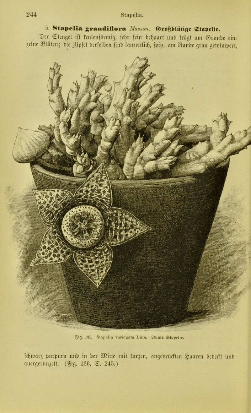 5. Stapelia “r;in<lillorn Masson. <$fof?Müttgc ^tapdic* Tcv ©tengel ift feulenförmig, fcf>r fein Behaart nnb trägt am ©runbe ein= ^elnc ©litten; bie 3ipfel berfctBen finb lanjettlicf), fpifc, am Sftanbe grau getoimpert, Qrig. 135. Stapelia variegata Linn. 33iutte ©tapclic. fcptmirj purpurn itnb in ber üttittc mit furzen, angebriicften §aarcn Bebeeft nnb quergerunjclt. (gtg. 136, 245.)