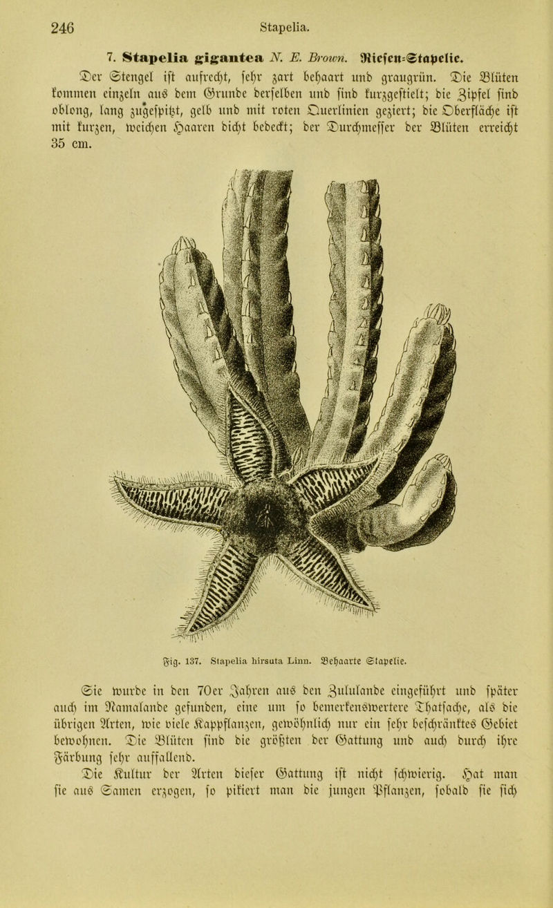 7. Stapelia gigantea N. E. Broivn. Wicjcn=3fnpc(ic. Oer ©tengel ift aufrecht, fe^r gart Behaart nnb graugrün. Oie ©lüten fommen eingeln aitS bem ©ritnbe berfeiben unb finb furggeftielt; bie gipfel finb oblong, lang gitgefpipt, gelb unb mit roten Ouerlinien gegiert; bie Oberfläche ift mit furgen, Weiten paaren bid)t bebecft; ber Ourd)meffer bcr ©litten erreicht 35 cm. gig. 137. Stapelia liirsuta Lina. Setjaarte ©tapetie. ©ie Würbe in beit 70er fahren au3 ben 3itlulanbe eingeführt nnb fpäter auch iw 97amalanbe gefunben, eine um fo bemerkenswertere Ohatfadje, als bie übrigen Wirten, Wie oiele ^appflangen, gewöhnlich nur ein feljr befchränfteS ©cbict bewohnen. Oie ©litten finb bie größten bcr ©attung unb aud) burcb ihre gärbung fchr auffallenb. Oie Kultur ber 3lrten biefer ©attung ift nidd fdjwiertg. §at man fie auS ©amen ergogen, fo pikiert man bie jungen ©flangen, fobalb fie fid>