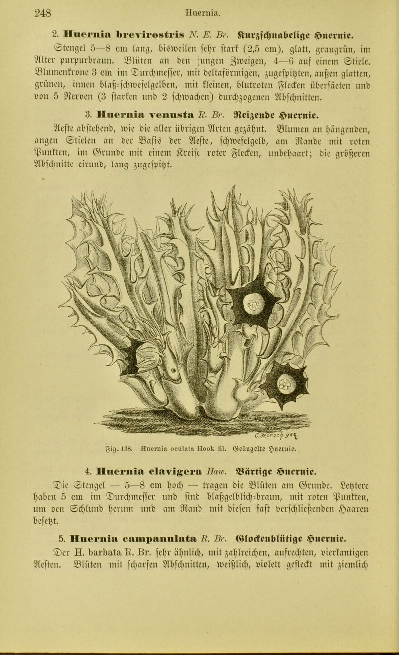 2. Iluernia brevirostris N. E. Br. ftui^frljurtbeligc *>u ernte. Stengel 5—8 cm lang, Biöibcileu fe^r ftarf (2,5 cm), glatt, graugrün, im Filter purpurBraun. Blüten an ben jungen 3^>eigen, 4—6 auf einem ©tiele. ©lumenfrone 3 cm int ®ttrd)meffer, mit beltaförmigen, jugefpifcten, außen glatten, grünen, innen BIaß=fd)toefelgelBen, mit fleinen, Blutroten glctfen iiBerfäeten unb bott 5 Sterben (3 ftarfen unb 2 fcfytoacpen) burd^ogenen 2l6fd;nitten. 3. Hneriiia venusta B. Br. Oici^cnbc ^uernie. riefte aBfteßenb, mie bic aller übrigen 5lrteu gcgäßitt. Blumen an ßängenben, angen ©ti'elen an ber ©afiö ber riefte, fcßtoefelgelB, am ©artbe mit roten fünften, int ©rurtbe mit einem Greife roter gleden, unbehaart; bie größeren 9lB[dmitte eiruitb, lang jugefpißt. gig. 138. Huernia oculata Hook fit. ©eäugelte §ltevme. 4. Hneriiia clavigera Eaiv. bärtige Jpucrttic. Xie ©tengcl — 5—8 cm pod) — tragen bie ©litten ant ©runbe. Seßterc ßaBctt 5 cm int 2>ur$meffer unb fittb BlaßgelBlid^Braitn, mit roten fünften, um ocit ©d)lunb perunt unb am 9iattb mit biefett faft berfdüießenben paaren Befeßt. 5. Hneriiia eainpannlata JR. Br. <&fatfcnftlütigc >>ueritic. ®cr H. barbata R. Br. feßr äßnltd), mit japlrcidieu, aufrechten, bicrfantigen rieften, ©litten mit fdjarfen SIBfcBnitten, toeißltd), biolctt gcfledt titit jiciitlid;