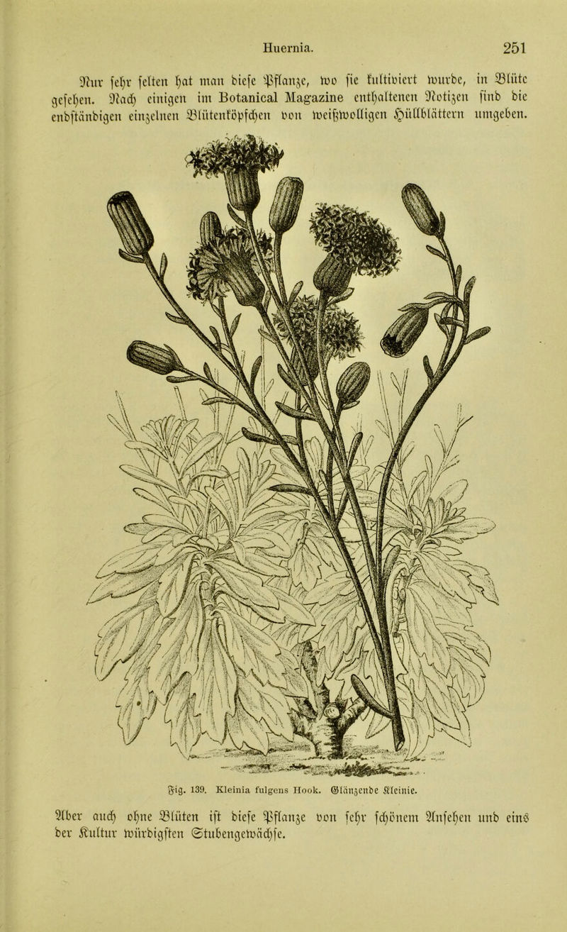 9htr fef)v feiten l;at man biefe ^flanje, Wo fie Mtioiert ttntvbe, in ©litte gefeiten. ©ad) einigen im Botanical Magazine enthaltenen ©oti§en finb bie cnbftänbigen einzelnen ©!ütcnt'öpfd)en tum toeigtooUigen Hüllblättern umgeben. Slber and) ohne ©litten ift biefe ©flanke oon fefjv fchönem Slnfehen unb einö ber Jbultur mürbigften @tubengetoäd)fe.