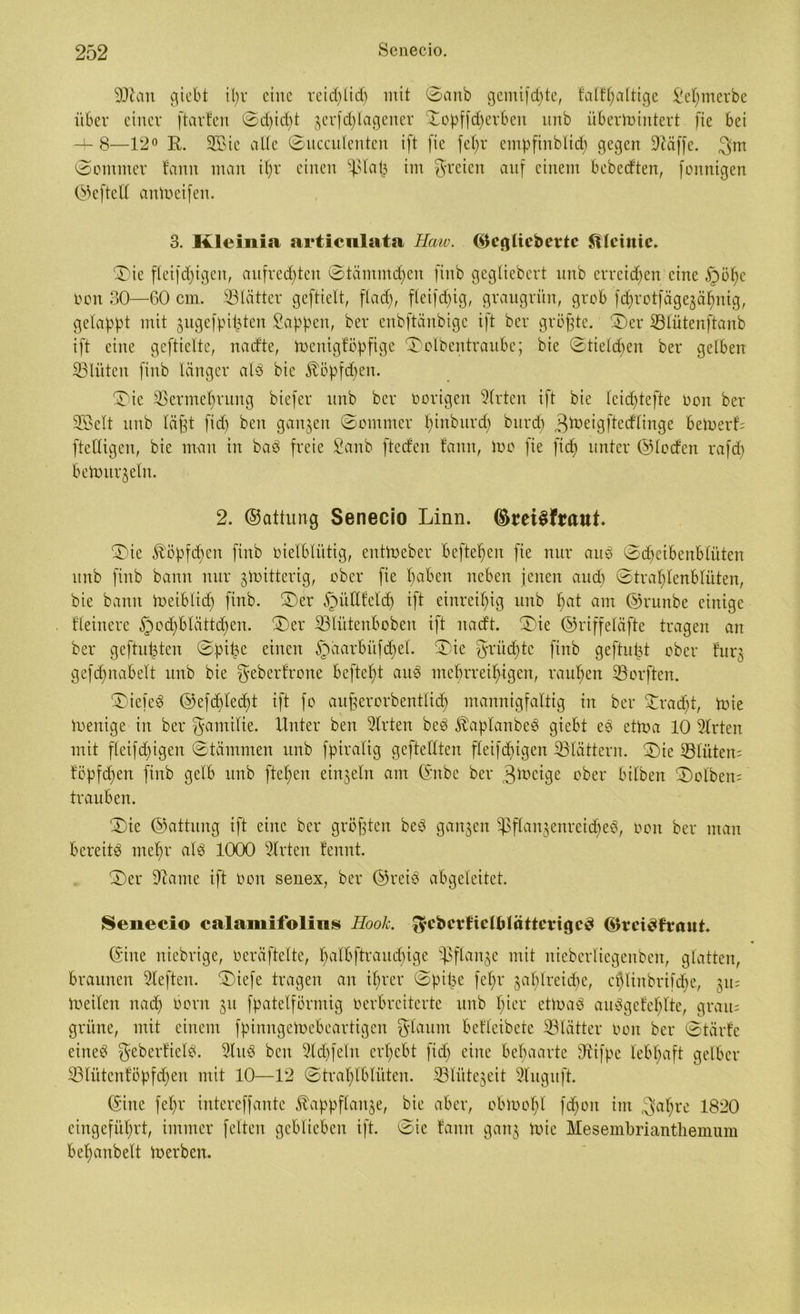 9)icm giebt il;v eine reid)lid) mit ©anb gcmifdjte, falfl)altige Seljmerbc über einer ftartert ©d)id)t jerfdjlagener ©opffdferben unb überwintert fie bei -4- 8—12° R. 2ßic alle ©ucculenten ift (ie fel)r eutpfinbltd) gegen Sftäffe. gru ©ommer farm man if;r einen ^ßlat3 im greien exnf einem bebedten, [onnigen ©cftcll anWcifen. 3. Kleinia articnlata Haw. ©egliebcttc ftlcinie. ©ie fleifd)igeu, aufredgen ©tämmdjen finb gegliebcrt unb erreichen eine §ö^e Don 30—60 cm. Blätter geftielt, ftad), fleifdjig, graugrün, grob fdwotfägegähnig, gelappt mit jitgefpitden Sappen, ber enbftänbigc ift ber größte, ©er 53lütenftanb ift eine geftielte, nadte, Wenigföpfige ©olbentraube; bie ©tield)en ber gelben ^Blüten finb länger alb bie $öpfd)en. ©ic 93erme§ruug biefer unb ber vorigen 5(rten ift bie lcid)tefte ooit ber SBelt unb läßt fid) ben ganzen ©ommer fyinburd) burd) gWeigftedfinge bewert ftelligen, bie mau in bab freie Sanb ftcdeit fann, Wo fie ficb) unter ©loden rafd) beWuqeltt. 2. ©attung Senecio Linn. ®tei3fraut. ©ie fööpfdfen finb oielbliitig, entWeber befielen fie nur aub ©djcibenblüten unb finb bann nur jWitterig, ober fie haben neben jenen audi ©tral)lenblüten, bie bann Weiblid) finb. ©er £mEfeldj ift einreihig unb f>at am ©runbe einige Heinere §od)blättd)en. ©er SBlütenboben ift uadt. ©ie ©riffeläfte tragen an ber gefüllten ©pit^e einen §aarbitfdjel. ©ie griid)tc finb geftutd ober furg gefdjitabelt unb bie geberfrone beftef)t aub mehrreihigen, rauben SBorften. ©iefeb ©efdjledg ift fo aufjerorbentlich mannigfaltig in ber £radjt, wie Wenige in ber gantilie. Unter ben Wirten beb Jbaplanbeb giebt eb etwa 10 Wirten mit fleifd)igen ©tämmen unb fpiralig geftellten fleifdjigen ^Blättern, ©ie SBlütem topften finb gelb unb ftel)en einzeln am ©nbe ber gWeige ober bilben ©olbeit; trauben. ©ie ©attung ift eine ber größten beb ganzen ^flanjenreicbeb, oon ber man bereitb mehr alb 1000 Wirten fennt. ©er Üiamc ift oon senex, ber ©reib abgeleitet. Senecio calamifolins Hook. grcberficfblöttcrigcci ©rei^fraut. ©ine niebrige, oeräftelte, balbftraucbige ^flanje mit uicberlicgenben, glatten, braunen heften, ©iefe tragen an ihrer ©piüe fel)r jablrcidie, c^linbrifd^e, $u= Weilen nadj borit 311 fpatelförmig verbreiterte unb hier etWab aubgefeljlte, gram grüne, mit einem fpinngeWebeartigcn glaum befleibete ^Blätter oon ber ©tärfe eineb geberfielb. 5lub ben 51 d)feilt erhebt fid) eine behaarte dtifpe lebhaft gelber SBlütenföpfdjen mit 10—12 ©tral)lblüten. äBlütejeit 5luguft. ©ine fehr intereffante föappflan^e, bie aber, obwohl fd)on int gaf)re 1820 eingeführt, immer feiten geblieben ift. ©ie fann gan$ Wie Mesembrianthemum behanbelt Werben.