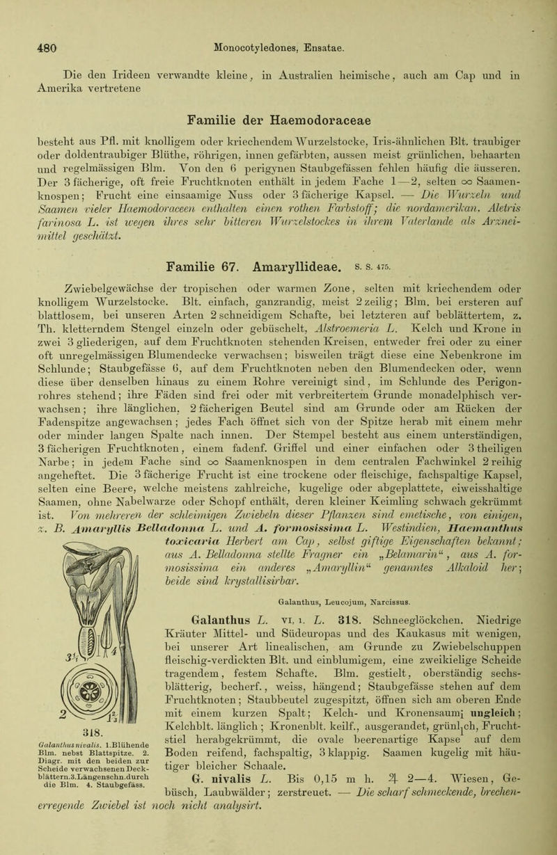 Die den Irideen verwandte kleine, in Australien heimische, auch am Cap und in Amerika vertretene Familie der Haemodoraceae besteht aus Pfl. mit knolligem oder kriechendem Wurzelstocke, Iris-ähnlichen Bit. traubiger oder doldentraubiger Bliithe, rührigen, innen gefärbten, aussen meist grünlichen, behaarten und regelmässigen Bim. Von den 6 perigynen Staubgefässen fehlen häufig die äusseren. Der 3 fächerige, oft freie Fruchtknoten enthält in jedem Fache 1 — 2, selten oo Saamen- knospen; Frucht eine einsaamige Nuss oder 3 fächerige Kapsel. — Die Wurzeln und Saamen vieler Haemodoraceen enthalten einen rothen Farbstoff; die nordamerikan. Alelris farinosa L. ist wegen ihres sehr bitteren Wurzelstockes in ihrem Vaterlande als Arznei- mittel geschützt. Familie 67. Amaryllideae. s. s. 475. Zwiebelgewächse der tropischen oder warmen Zone, selten mit kriechendem oder knolligem Wurzelstocke. Bit. einfach, ganzrandig, meist 2zeilig; Bim. bei ersteren auf blattlosem, bei unseren Arten 2 schneidigem Schafte, bei letzteren auf beblättertem, z. Th. kletterndem Stengel einzeln oder gebüschelt, Älstroemeria L. Kelch und Krone in zwei 3 gliederigen, auf dem Fruchtknoten stehenden Kreisen, entweder frei oder zu einer oft unregelmässigen Blumendecke verwachsen; bisweilen trägt diese eine Nebenkrone im Schlunde; Staubgefässe ü, auf dem Fruchtknoten neben den Blumendecken oder, wenn diese über denselben hinaus zu einem Bohre vereinigt sind, im Schlunde des Perigon- rohres stehend; ihre Fäden sind frei oder mit verbreitertem Grunde monadelphisch ver- wachsen ; ihre länglichen, 2 fächerigen Beutel sind am Grunde oder am Bücken der Fadenspitze angewachsen; jedes Fach öffnet sich von der Spitze herab mit einem mehr oder minder langen Spalte nach innen. Der Stempel besteht aus einem unterständigen, 3 fächerigen Fruchtknoten, einem fadenf. Griffel und einer einfachen oder 3 theiligen Narbe; in jedem Fache sind 00 Saamenknospen in dem centralen Fachwinkel 2reihig angeheftet. Die 3 fächerige Frucht ist eine trockene oder fleischige, fachspaltige Kapsel, selten eine Beere, welche meistens zahlreiche, kugelige oder abgeplattete, eiweisshaltige Saamen, ohne Nabelwarze oder Schopf enthält, deren kleiner Keimling schwach gekrümmt ist. Von mehreren der schleimigen Ziviebeln dieser Pflanzen sind emetische, von einigen, z. B. Amaryllis Belladonna L. und A. formosissinia L. Westindien, Haemanthns toxicaria Herbert am Cap, selbst giftige Eigenschaften bekannt; aus A. Belladonna stellte Fragner ein „Belamarin“ , aus A. for- mosissima ein anderes „Amaryllin“ genanntes Alkaloid her; beide sind krystallisirbar. Galanthus, Leucojum, Narcissus. Galanthus L. vi, 1. L. 318. Schneeglöckchen. Niedrige Kräuter Mittel- und Südeuropas und des Kaukasus mit wenigen, bei unserer Art linealischen, am Grunde zu Zwiebelschuppen fleischig-verdickten Bit. und einblumigem, eine zweikielige Scheide tragendem, festem Schafte. Bim. gestielt, oberständig sechs- blätterig, becherf., weiss, hängend; Staubgefässe stehen auf dem Fruchtknoten; Staubbeutel zugespitzt, öffnen sich am oberen Ende mit einem kurzen Spalt; Kelch- und Kronensaumi ungleich; Kelcliblt. länglich ; Kronenbit. keilf., ausgerandet, grünlich, Frucht- stiel herabgekrümmt, die ovale beerenartige Kapse auf dem Boden reifend, fachspaltig, 3klappig. Saamen kugelig mit häu- tiger bleicher Schaale. G. nivalis L. Bis 0,15 m h. 2). 2—4. Wiesen, Ge- büsch, Laubwälder; zerstreuet. — Die scharf schmeckende, brechen- erregende Ziviebel ist noch nicht analysirt. Galanthus nivalis. 1.Blühende Bim. nebst Blattspitze. 2. Diagr. mit den beiden zur Scheide verwachsenen Deck- blättern.3.Längenschn.durch die Bim. 4. Staubgefäss.