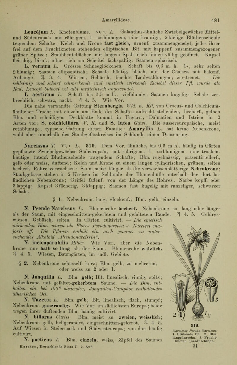 Leucöjura L. Knotenblume, vi, 1. L. Galanthus-ähnliche Zwiebelgewächse Mittel- und Südeuropa’s mit röhrigem, 1—oo blumigem, eine krautige, 2kielige Bliithenscheide tragendem Schafte; Kelch und Krone fast gleich, urnenf. zusammengeneigt, jedes ihrer frei auf dem Fruchtknoten stehenden elliptischen Bit. mit kappenf. zusammengezogener grüner Spitze ; Staubbeutelfächer mit langem Spalt nach innen völlig geöffnet. Kapsel fleischig, birnf., öffnet sich am Scheitel fachspaltig; Saamen sphärisch. L. veruum L. Grosses Schneeglöckchen. Schaft bis 0,3 m h. 1-, sehr selten 2 blumig; Saamen ellipsoidisch; Schaale häutig, bleich, auf der Chalaza mit hakenf. Anhänge. 2\- 3. 4. Wiesen, Gebüsch, feuchte Laubwaldungen ; zerstreuet. — Die schleimig und scharf schmeckende und emetisch wirkende Zwiebel dieser Pfl. wurde als Bad. Leucoji bulbosi vel albi medicmisch angewendet. L. aestivum L. Schaft bis 0,5 m h., vielblumig; Saamen kugelig; Schale zer- brechlich, schwarz, nackt. 2J. 4. 5. Wie Vor. Die nahe verwandte Gattung Sternbergia Wld. n. Kit. von Crocus- und Colchicum- ähnlicher Tracht mit einzeln am Ende des Schaftes aufrecht stehenden, becherf., gelben Bim. und scheidigem Deckblatte kommt in Ungarn, Dalmatien und Istrien in 2 Arten vor: S. colchiciflora IV. K. und S. lutea Gawl. Die aussereuropäische, meist rotliblumige, typische Gattung dieser Familie: Amaryllis L. hat keine Nebenkrone, wohl aber innerhalb des Staubgefässkreises im Schlunde einen Drüsenring. Narcissus T. VI, i. L. 319. Dem Vor. ähnliche, bis 0,3 m h., häufig in Gärten gepflanzte Zwiebelgewächse Südeuropa’s, mit röhrigem, 1 — ocblumigem, eine trocken- häutige tutenf. Bliithenscheide tragendem Schafte; Bim. regelmässig, präsentirtellerf., gelb oder weiss, duftend; Kelch und Krone zu einem langen cylindrischen, grünen, selten becherf. Rohre verwachsen ; Saum meist länger als die verwachsenblätterige Nebenkrone; Staubgefässe stehen in 2 Kreisen im Schlunde der Blumenhülle unterhalb der dort be- findlichen Nebenkrone; Griffel fadenf. von der Länge des Rohres, Narbe kopff. oder 3lappig; Kapsel 3fächerig, Sklappig; Saamen fast kugelig mit runzeliger, schwarzer Schale. § 1. Nebenkrone lang, glockenf.; Bim. gelb, einzeln. N. Pseudo-Narcissus L. Blumenrohr becherf. Nebeukrone so lang oder länger als der Saum, mit eingescbnitten-gekerbtem nnd gefaltetem Rande. 2}. 4. 5. Gebirgs- wiesen, Gebüsch, selten. In Gärten cultivirt. — Die emetisch u:irkeuden Bim. waren als Flores Pseudonardssi s. Nardssi ma- joris off. Die Pflanze enthält ein noch genauer zu unter- suchendes Alkaloid „Pseitdonardssinu. N. incomparabilis Miller AVie Arot\, aber die Neben- krone nur halb so lang als der Saum. Blumenrohr walzlich. 2J- 4. 5. Wiesen, Baumgärten, im siidl. Gebiete. § 2. Nebenkrone schüsself. kurz; Bim. gelb, zu mehreren, oder weiss zu 2 oder 1. N. Jonquilla L. Bim. gelb; Bit. linealisch, rinnig, spitz; Nebenkrone mit gefaltet-gekerbtem Saume. — Die Bim. ent- halten ein bei 1000 siedendes, Jonquillen-Camphor enthaltendes ätherisches Oel. N. Tazetta L. Bim. gelb; Bit. linealisch, flach, stumpf; Nebenkrone ganzrandig. AVie Vor. im südlichsten Europa; beide wegen ihrer duftenden Bim. häufig cultivirt. N. biflorus Ourtis Bim. meist zu zweien, wcisslich; Nebenkrone gelb, hellgerandet, eingeschnitten-gekerbt. ?! 4. 5. Auf AViesen in Steiermark und Südwesteuropa; von dort häufig cultivirt. N. poeticus L. Bim. einzeln, weiss, Zipfel des Saumes Karsten, Deutschlands Flora I. 2. Anfl. 319. Narcisstis Pseudo-Narcissus. 1. Blühende Pfl. 2. Blra. längsdurschn. 3. Frucht- knoten (luerdurchachn. 31