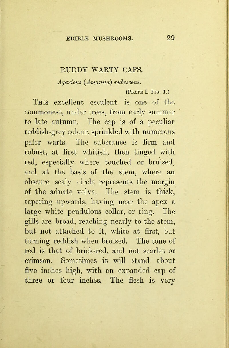 RUDDY WARTY CAPS. Agaricus (Amanita) rubescens. (Plate I. Fig. 1.) This excellent esculent is one of the commonest, under trees, from early summer to late autumn. The cap is of a peculiar reddish-grey colour, sprinkled with numerous paler warts. The substance is firm and robust, at first whitish, then tinged with red, especially where touched or bruised, and at the basis of the stem, where an obscure scaly circle represents the margin of the adnate volva. The stem is thick, tapering upwards, having near the apex a large white pendulous collar, or ring. The gills are broad, reaching nearly to the stem, but not attached to it, white at first, but turning reddish when bruised. The tone of red is that of brick-red, and not scarlet or crimson. Sometimes it will stand about five inches high, with an expanded cap of three or four inches. The flesh is very