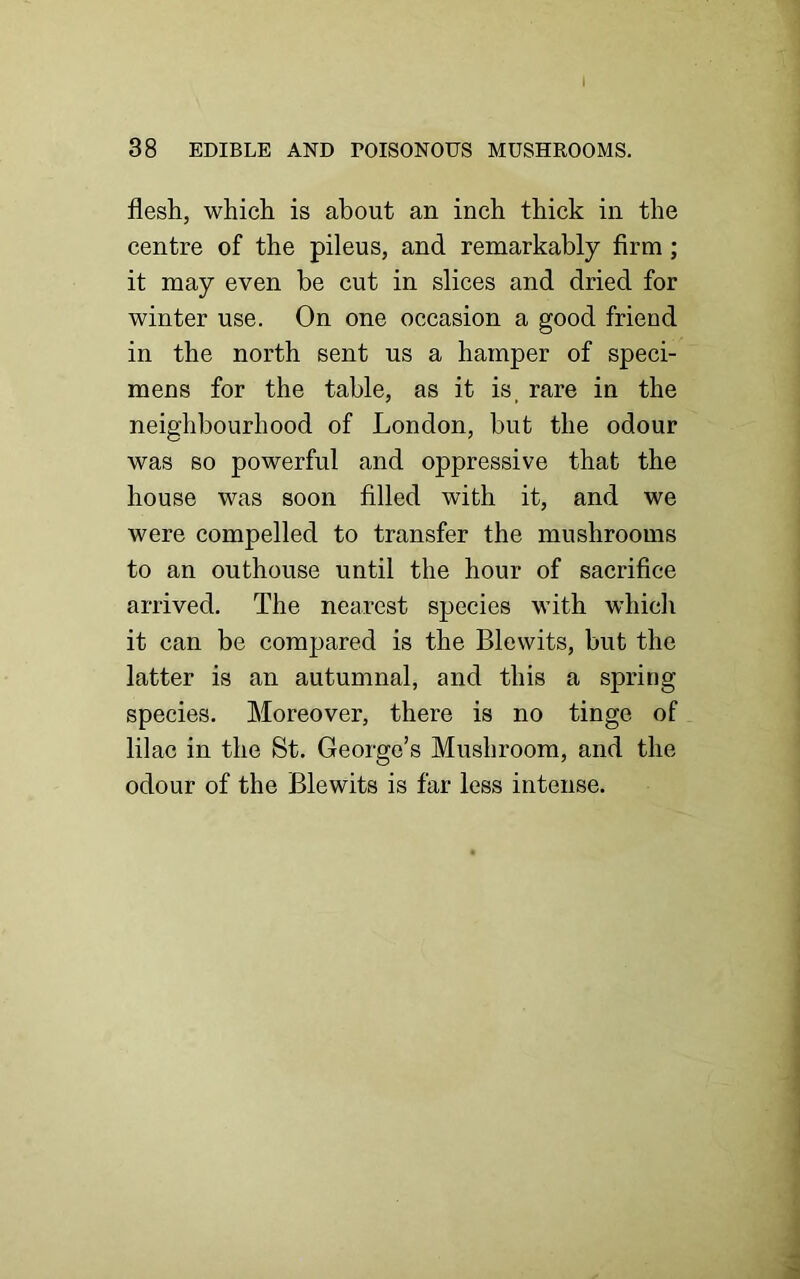 38 EDIBLE AND TOISONOTTS MUSHROOMS. flesh, which is about an inch thick in the centre of the pileus, and remarkably firm; it may even be cut in slices and dried for winter use. On one occasion a good friend in the north sent us a hamper of speci- mens for the table, as it is, rare in the neighbourhood of London, but the odour was so powerful and oppressive that the house was soon filled with it, and we were compelled to transfer the mushrooms to an outhouse until the hour of sacrifice arrived. The nearest species with which it can be compared is the Blewits, but the latter is an autumnal, and this a spring species. Moreover, there is no tinge of lilac in the St. George’s Mushroom, and the odour of the Blewits is far less intense.