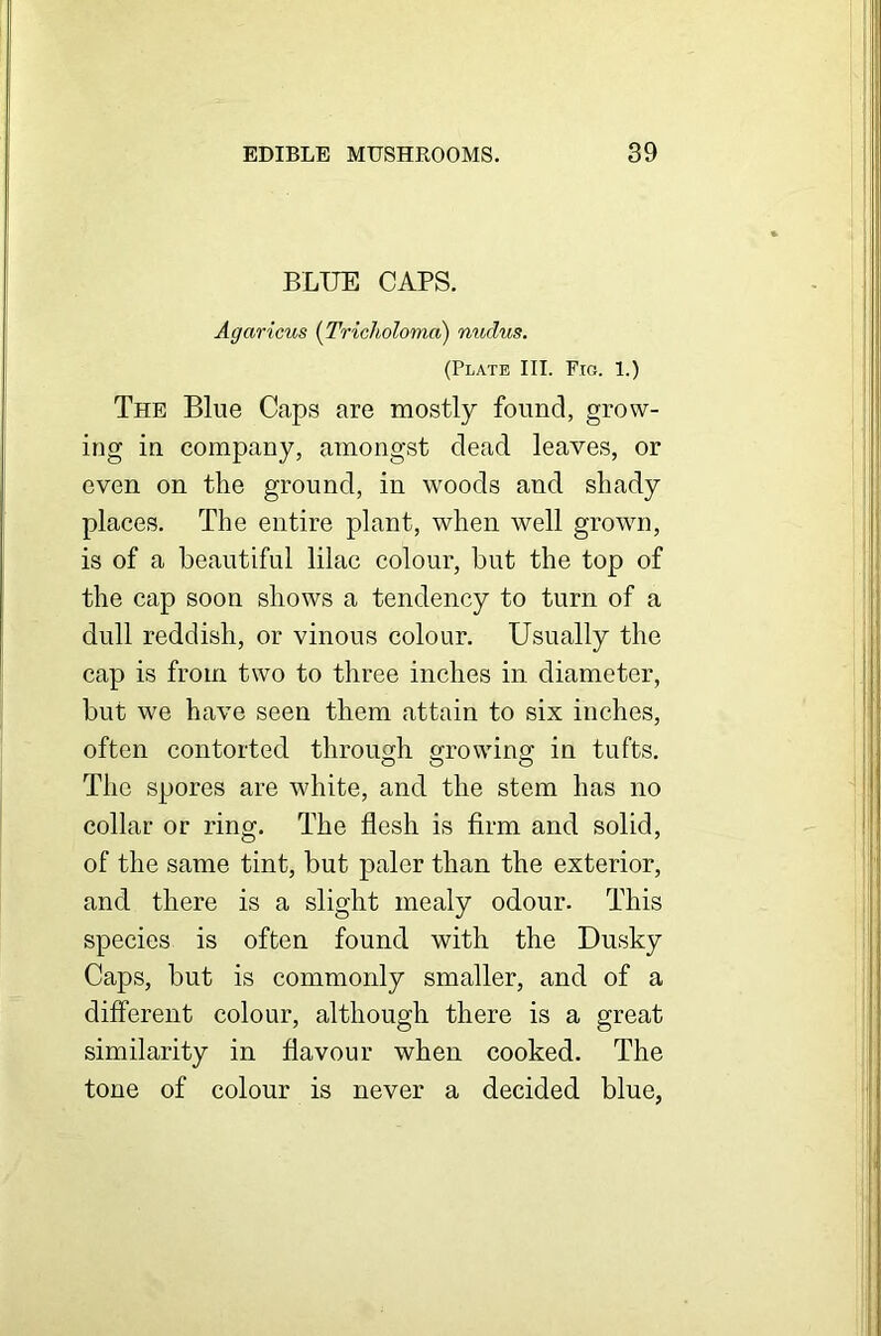 BLUE CAPS. Agaricus (Tricholoma) nuclus. (Plate III. Fig. 1.) The Blue Caps are mostly found, grow- ing in company, amongst dead leaves, or even on the ground, in woods and shady places. The entire plant, when well grown, is of a beautiful lilac colour, but the top of the cap soon shows a tendency to turn of a dull reddish, or vinous colour. Usually the cap is from two to three inches in diameter, but we have seen them attain to six inches, often contorted through growing in tufts. The spores are white, and the stem has no collar or ring. The flesh is firm and solid, of the same tint, but paler than the exterior, and there is a slight mealy odour. This species is often found with the Dusky Caps, but is commonly smaller, and of a different colour, although there is a great similarity in flavour when cooked. The tone of colour is never a decided blue,