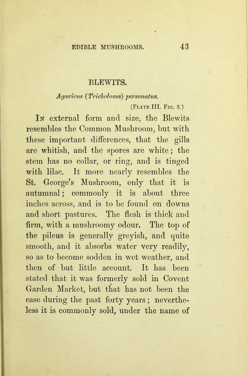 BLEWITS. Agaricus (Tricholoma) personatus. (Plate III. Fig. 3.) In external form and size, the Blewits resembles the Common Mushroom, but with these important differences, that the gills are whitish, and the spores are white; the stem has no collar, or ring, and is tinged with lilac. It more nearly resembles the St. George’s Mushroom, only that it is autumnal; commonly it is about three inches across, and is to be found on downs and short pastures. The flesh is thick and firm, with a mushroomy odour. The top of the pileus is generally greyish, and cpiite smooth, and it absorbs water very readily, so as to become sodden in wet weather, and then of but little account. It has been stated that it was formerly sold in Covent Garden Market, but that has not been the case during the past forty years; neverthe- less it is commonly sold, under the name of