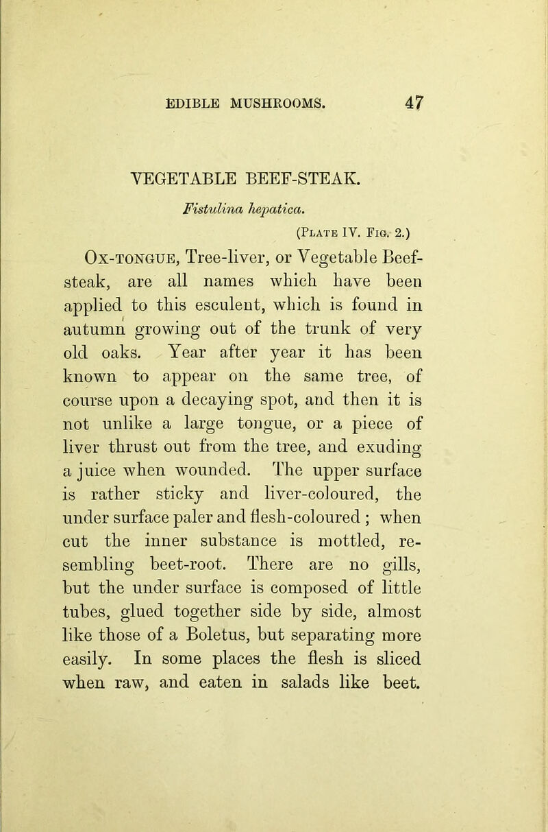 VEGETABLE BEEF-STEAK. Fistulina hepatica. (Plate IV. Fig. 2.) Ox-tongue, Tree-liver, or Vegetable Beef- steak, are all names which have been applied to this esculent, which is found in autumn growing out of the trunk of very old oaks. Year after year it has been known to appear on the same tree, of course upon a decaying spot, and then it is not unlike a large tongue, or a piece of liver thrust out from the tree, and exuding a juice when wounded. The upper surface is rather sticky and liver-coloured, the under surface paler and flesh-coloured ; when cut the inner substance is mottled, re- sembling beet-root. There are no gills, but the under surface is composed of little tubes, glued together side by side, almost like those of a Boletus, but separating more easily. In some places the flesh is sliced when raw, and eaten in salads like beet.
