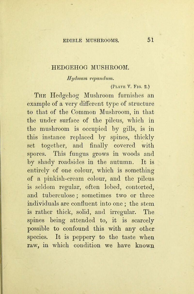 HEDGEHOG MUSHROOM. Hydnum, repandwm. (Plate V. Fig. 2.) The Hedgehog Mushroom furnishes an example of a very different type of structure to that of the Common Mushroom, in that the under surface of the pileus, which in the mushroom is occupied by gills, is in this instance replaced by spines, thickly set together, and finally covered with spores. This fungus grows in woods and by shady roadsides in the autumn. It is entirely of one colour, which is something of a pinkish-cream colour, and the pileus is seldom regular, often lobed, contorted, and tuberculose; sometimes two or three individuals are confluent into one ; the stem is rather thick, solid, and irregular. The spines being attended to, it is scarcely possible to confound this with any other species. It is peppery to the taste when raw, in which condition we have known