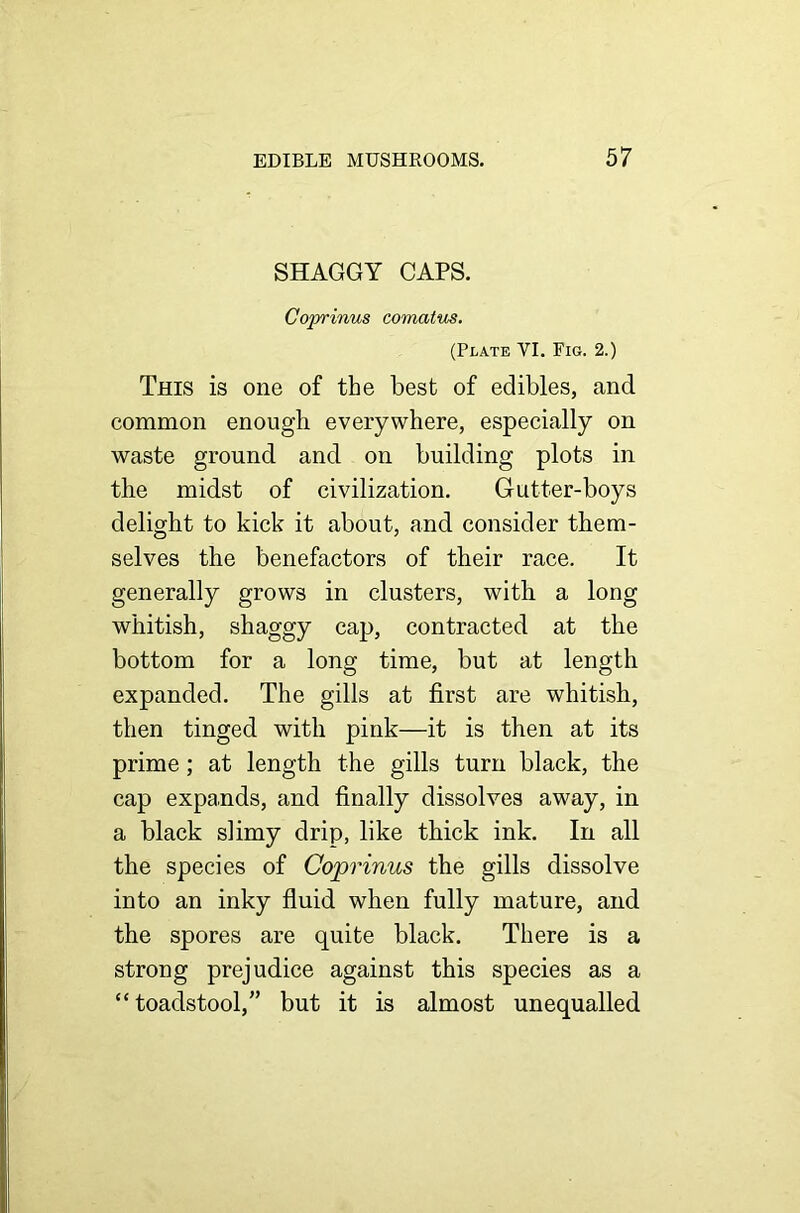 SHAGGY CAPS. Coprinus comatus. (Plate VI. Fig. 2.) This is one of the best of edibles, and common enough everywhere, especially on waste ground and on building plots in the midst of civilization. Gutter-boys delight to kick it about, and consider them- selves the benefactors of their race. It generally grows in clusters, with a long whitish, shaggy cap, contracted at the bottom for a long time, but at length expanded. The gills at first are whitish, then tinged with pink—it is then at its prime; at length the gills turn black, the cap expands, and finally dissolves away, in a black slimy drip, like thick ink. In all the species of Coprinus the gills dissolve into an inky fluid when fully mature, and the spores are quite black. There is a strong prejudice against this species as a “toadstool,” but it is almost unequalled