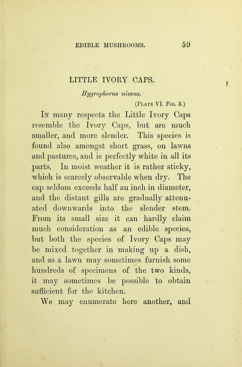 LITTLE IVORY CAPS. Hygrophorus niveus. (Plate VI. Fig. 3.) In many respects the Little Ivory Caps resemble the Ivory Caps, but are much smaller, and more slender. This species is found also amongst short grass, on lawns and pastures, and is perfectly white in all its parts. In moist weather it is rather sticky, which is scarcely observable when dry. The cap seldom exceeds half an inch in diameter, and the distant gills are gradually attenu- ated downwards into the slender stem. From its small size it can hardly claim much consideration as an edible species, but both the species of Ivory Caps may be mixed together in making up a dish, and as a lawn may sometimes furnish some hundreds of specimens of the two kinds, it may sometimes be possible to obtain sufficient for the kitchen. We may enumerate here another, and