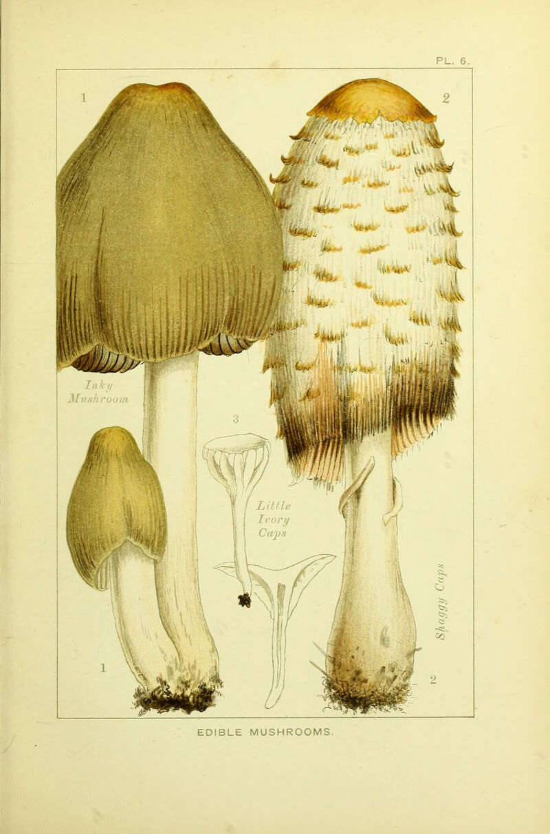 PL. 6. EDIBLE MUSHROOMS.