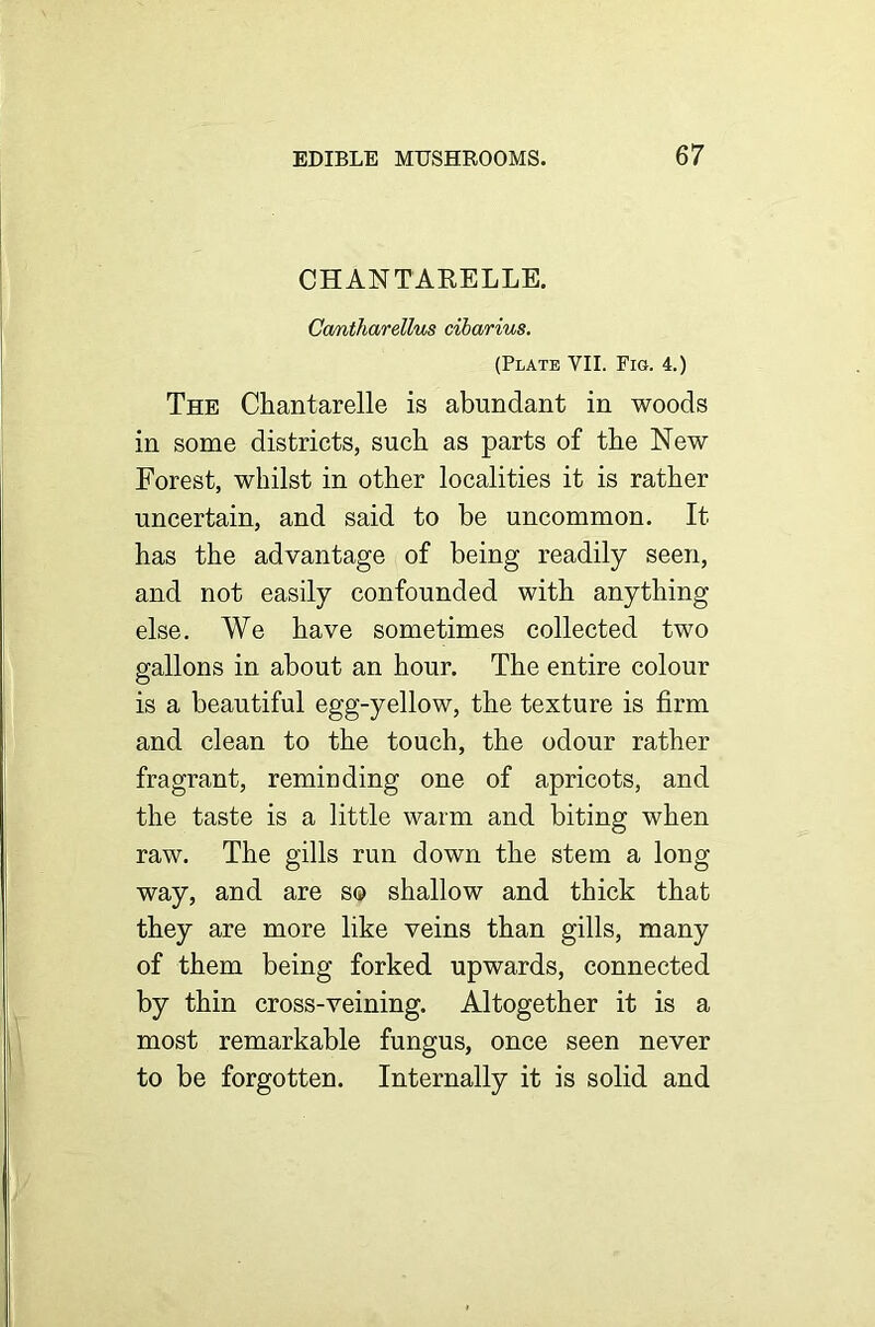 CHANTARELLE. Cantharellus cibarius. (Plate YII. Fig. 4.) The Ckantarelle is abundant in woods in some districts, suck as parts of tke New Forest, wkilst in otker localities it is ratker uncertain, and said to be uncommon. It has the advantage of being readily seen, and not easily confounded with anything else. We have sometimes collected two gallons in about an hour. Tke entire colour is a beautiful egg-yellow, tke texture is firm and clean to tke touch, the odour rather fragrant, reminding one of apricots, and tke taste is a little warm and biting when raw. Tke gills run down tke stem a long way, and are so shallow and thick that they are more like veins than gills, many of them being forked upwards, connected by thin cross-veining. Altogether it is a most remarkable fungus, once seen never to be forgotten. Internally it is solid and