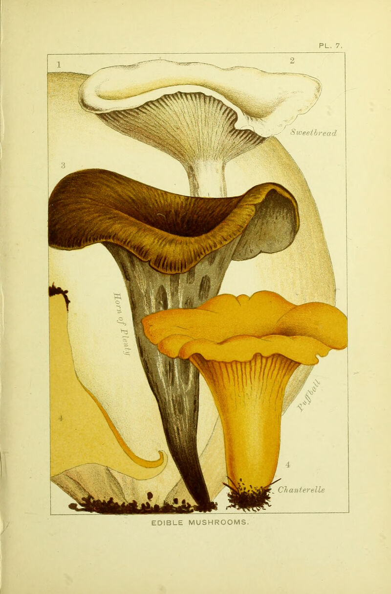 PL. 7 EDIBLE MUSHROOMS. I