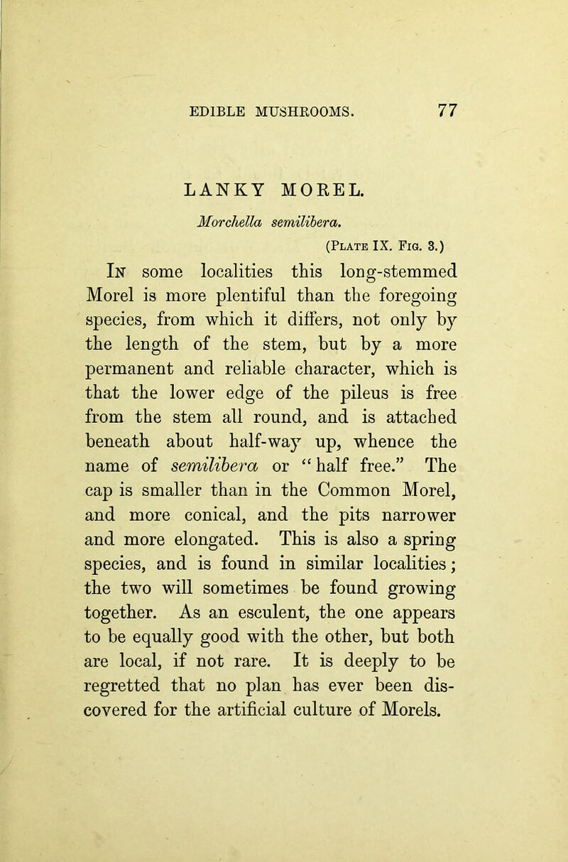 LANKY MOREL. Morchella semilibera. (Plate IX. Fig. 3.) In some localities this long-stemmed Morel is more plentiful than the foregoing species, from which it differs, not only by the length of the stem, but by a more permanent and reliable character, which is that the lower edge of the pileus is free from the stem all round, and is attached beneath about half-way up, whence the name of semilibera or “ half free.” The cap is smaller than in the Common Morel, and more conical, and the pits narrower and more elongated. This is also a spring species, and is found in similar localities; the two will sometimes be found growing together. As an esculent, the one appears to be equally good with the other, but both are local, if not rare. It is deeply to be regretted that no plan has ever been dis- covered for the artificial culture of Morels.