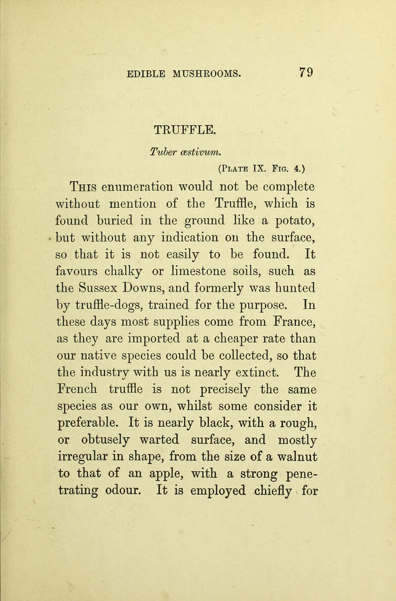 TRUFFLE. Tuber cestivum. (Plate IX. Fig. 4.) This enumeration would not be complete without mention of the Truffle, which is found buried in the ground like a potato, but without any indication on the surface, so that it is not easily to be found. It favours chalky or limestone soils, such as the Sussex Downs, and formerly was hunted by truffle-dogs, trained for the purpose. In these days most supplies come from France, as they are imported at a cheaper rate than our native species could be collected, so that the industry with us is nearly extinct. The French truffle is not precisely the same species as our own, whilst some consider it preferable. It is nearly black, with a rough, or obtusely warted surface, and mostly irregular in shape, from the size of a walnut to that of an apple, with a strong pene- trating odour. It is employed chiefly for