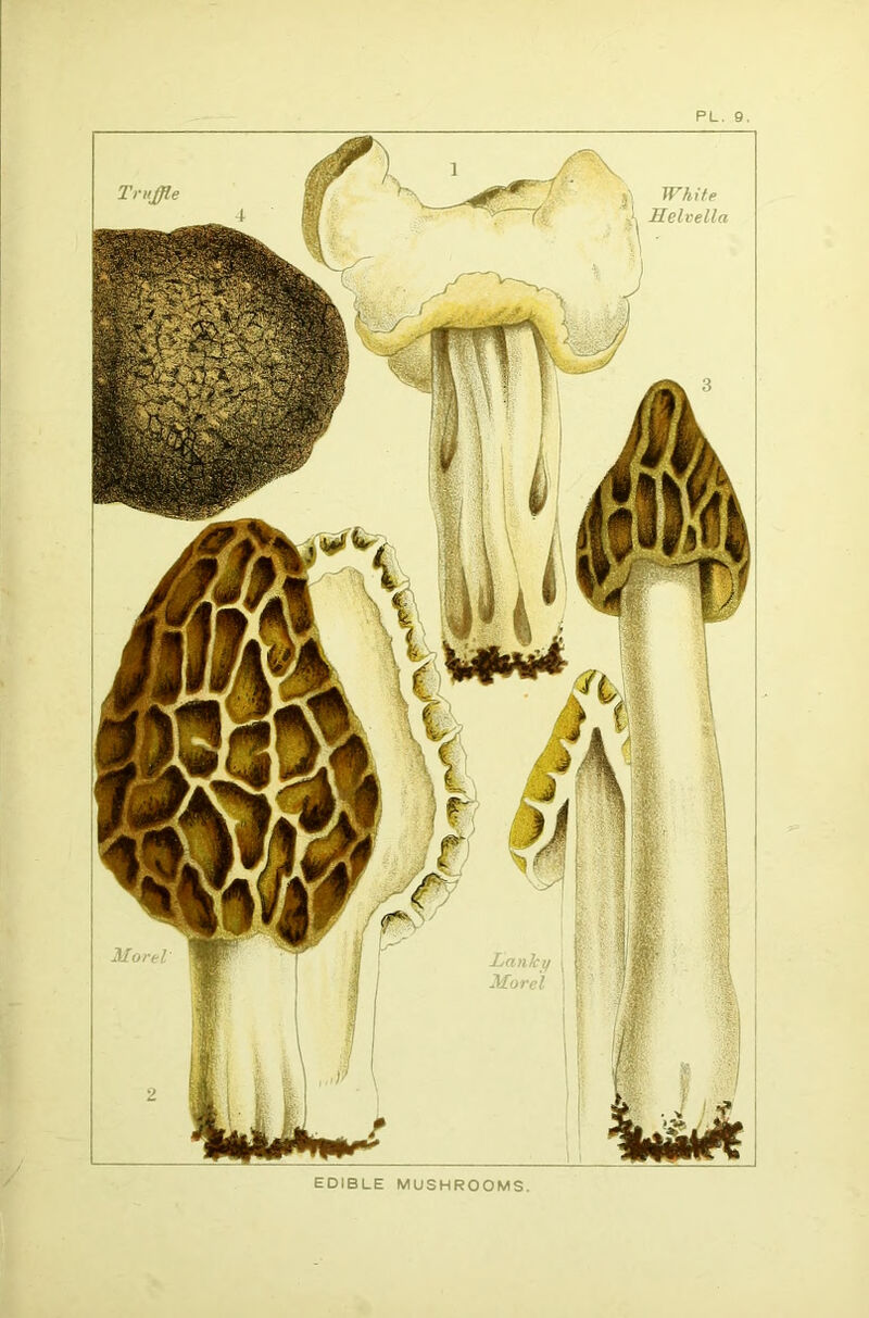 EDIBLE MUSHROOMS. ; v:'i