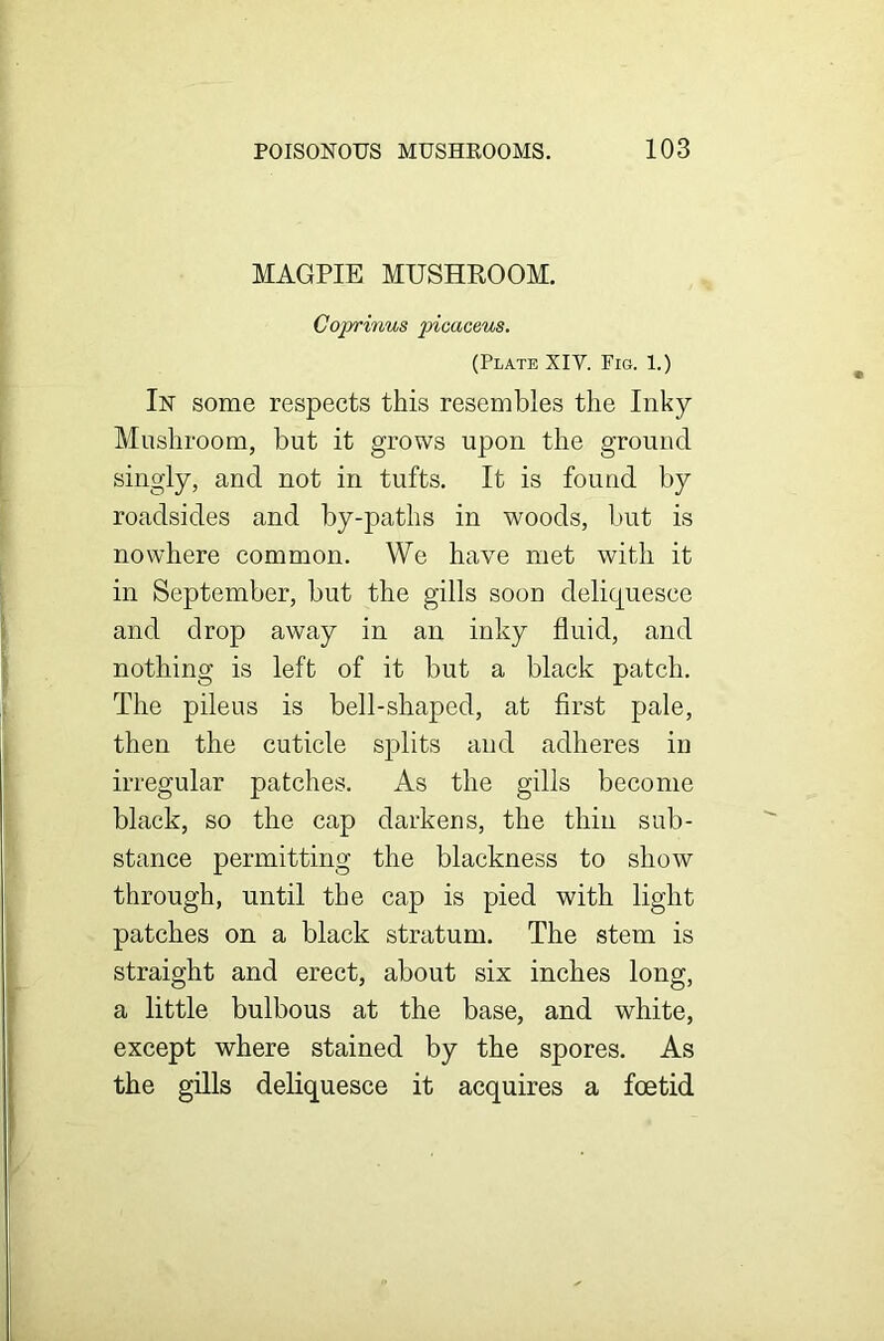 MAGPIE MUSHROOM. Coprinus picaceus. (Plate XIV. Fig. 1.) In some respects this resembles the Inky Mushroom, but it grows upon the ground singly, and not in tufts. It is found by roadsides and by-paths in woods, but is nowhere common. We have met with it in September, but the gills soon deliquesce and drop away in an inky fluid, and nothing is left of it but a black patch. The pileus is bell-shaped, at first pale, then the cuticle splits and adheres in irregular patches. As the gills become black, so the cap darkens, the thin sub- stance permitting the blackness to show through, until the cap is pied with light patches on a black stratum. The stem is straight and erect, about six inches long, a little bulbous at the base, and white, except where stained by the spores. As the gills deliquesce it acquires a foetid