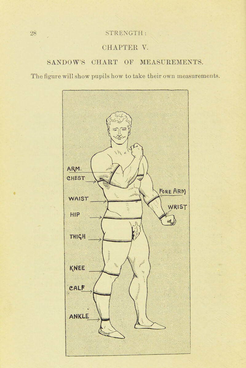 CHAPTER V. SANDOW’S CHART OF MEASUREMENTS. The figure will show pupils how to take their own measurements.