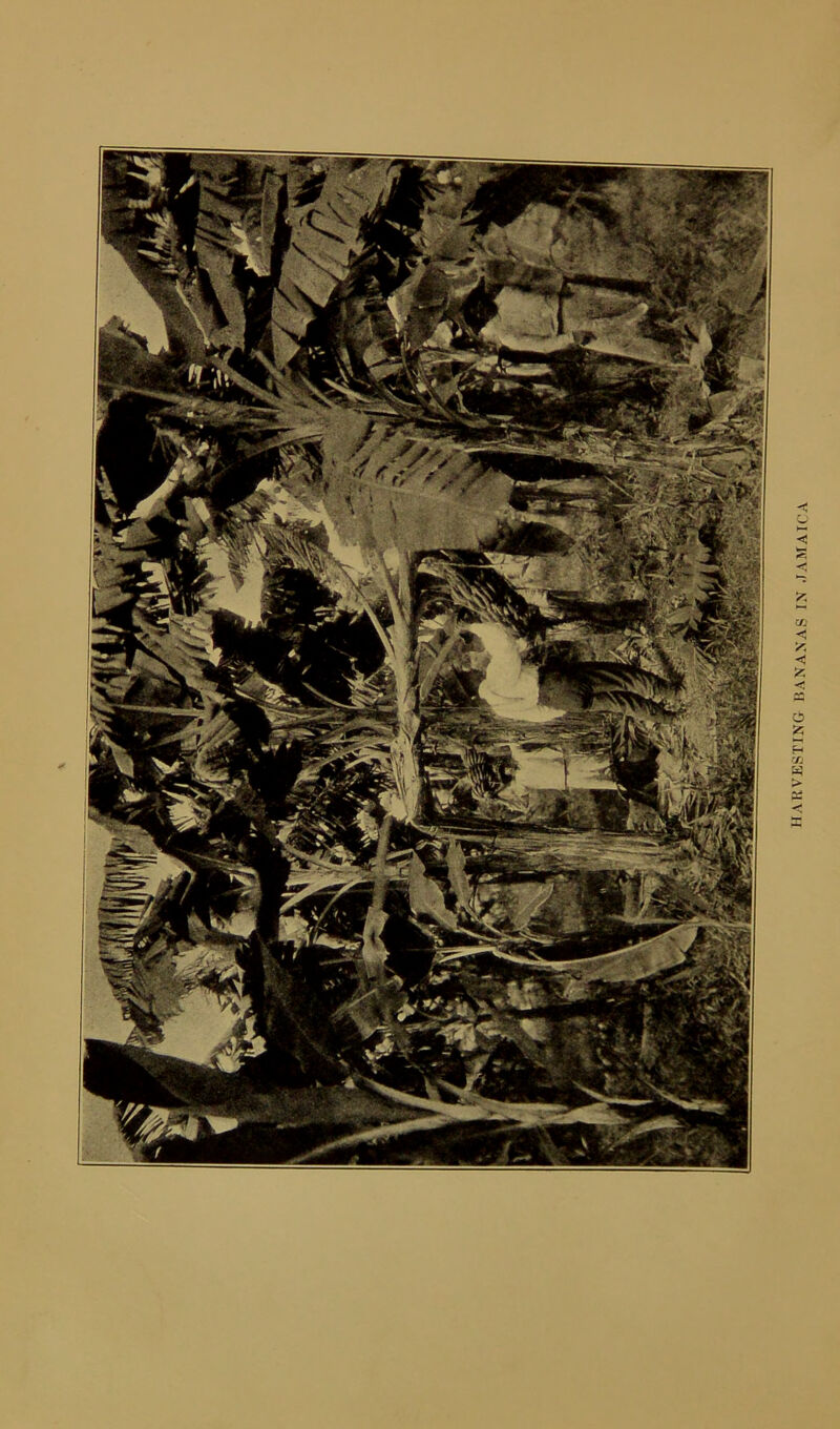 IIAKVESTING BANANAS IN JAMAICA