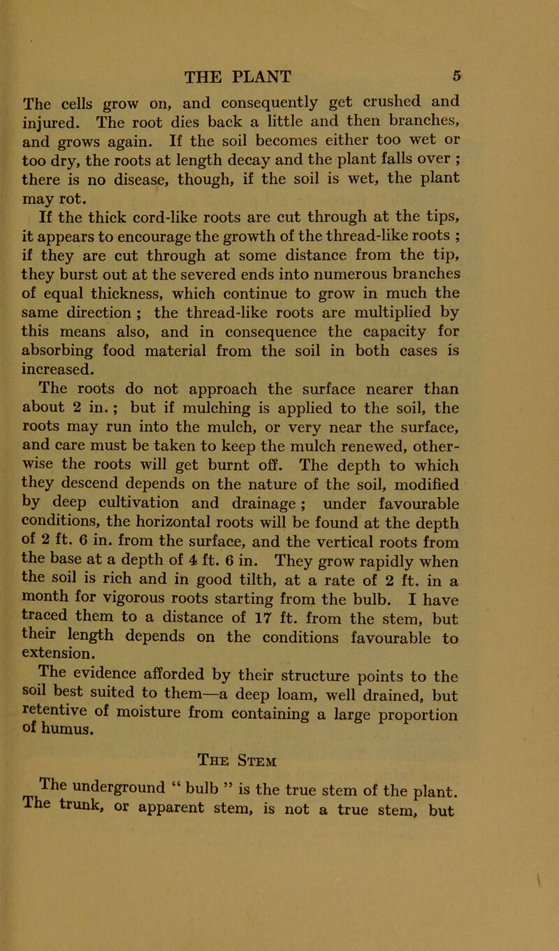 The cells grow on, and consequently get crushed and injured. The root dies back a little and then branches, and grows again. If the soil becomes either too wet or too dry, the roots at length decay and the plant falls over ; there is no disease, though, if the soil is wet, the plant may rot. If the thick cord-like roots are cut through at the tips, it appears to encourage the growth of the thread-like roots ; if they are cut through at some distance from the tip, they burst out at the severed ends into numerous branches of equal thickness, which continue to grow in much the same direction ; the thread-like roots are multiplied by this means also, and in consequence the capacity for absorbing food material from the soil in both cases is increased. The roots do not approach the surface nearer than about 2 in.; but if mulching is applied to the soil, the roots may run into the mulch, or very near the surface, and care must be taken to keep the mulch renewed, other- wise the roots will get burnt off. The depth to which they descend depends on the nature of the soil, modified by deep cultivation and drainage; under favourable conditions, the horizontal roots will be found at the depth of 2 ft. 6 in. from the surface, and the vertical roots from the base at a depth of 4 ft. 6 in. They grow rapidly when the soil is rich and in good tilth, at a rate of 2 ft. in a month for vigorous roots starting from the bulb. I have traced them to a distance of 17 ft. from the stem, but their length depends on the conditions favourable to extension. The evidence afforded by their structure points to the soil best suited to them—a deep loam, well drained, but retentive of moisture from containing a large proportion of humus. The Stem The underground “ bulb ” is the true stem of the plant. The trunk, or apparent stem, is not a true stem, but