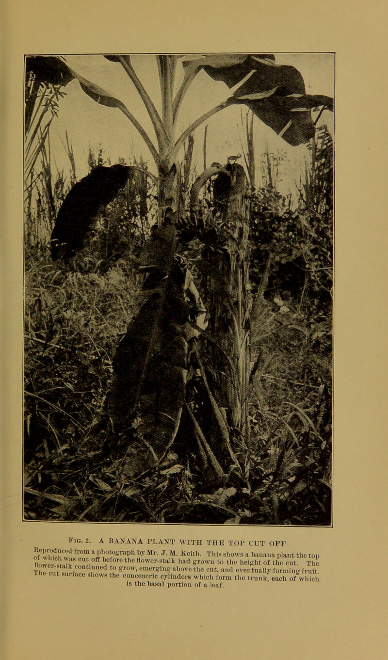 Fig. 2. A BANANA PLANT WITH THE TOP CUT OFF wI'y Mr. J. M. Keith. This shows a bauana plant the top lower « Jr r ® flower-stalk had grown to tlie height of the out. The Thrc^J SI rf«r r*' n ''flove the cut, and eventually forming fruit. Ihe cut surface shows the concentric cylinders which form the trunk, each of which is the basal portion of a loaf.