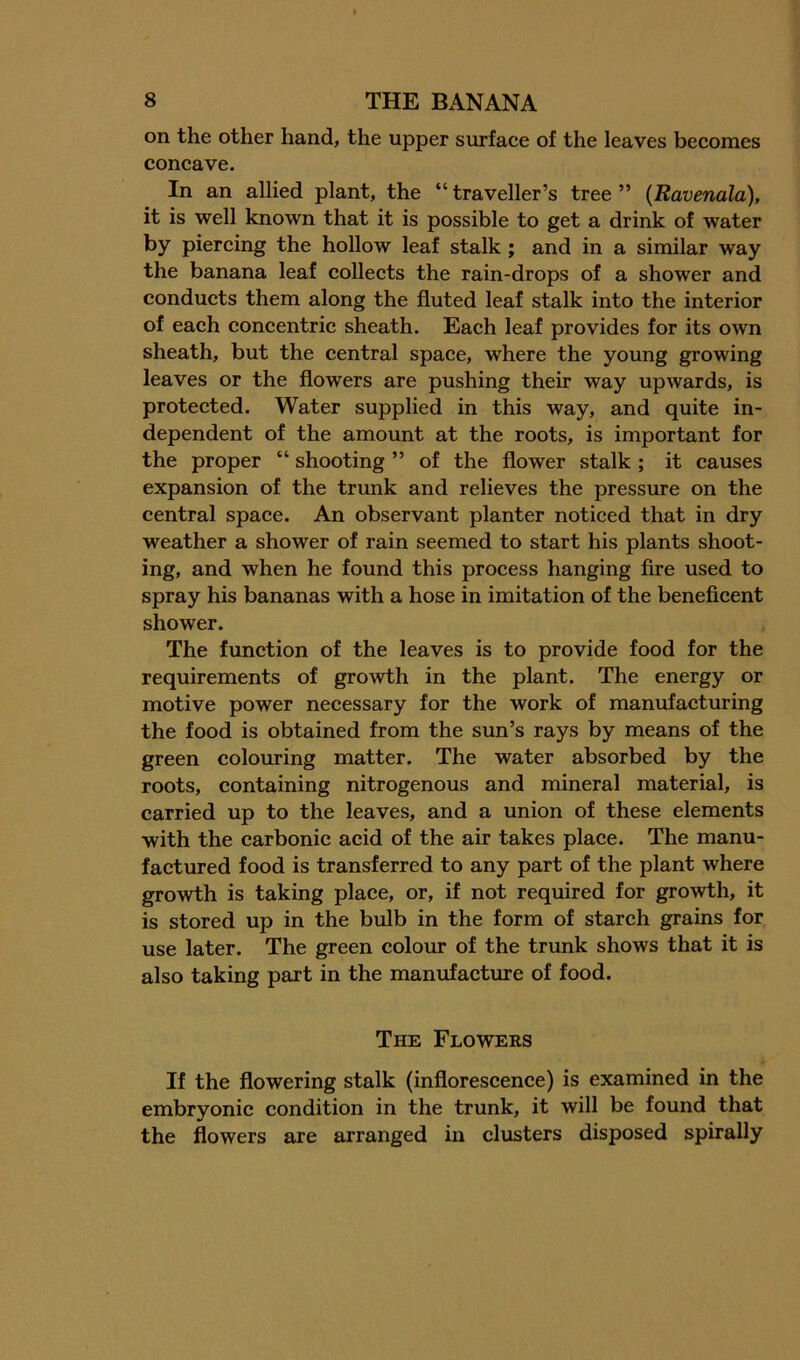 on the other hand, the upper surface of the leaves becomes concave. In an allied plant, the “traveller’s tree” (Ravenala), it is well known that it is possible to get a drink of water by piercing the hollow leaf stalk; and in a similar way the banana leaf collects the rain-drops of a shower and conducts them along the fluted leaf stalk into the interior of each concentric sheath. Each leaf provides for its own sheath, but the central space, where the young growing leaves or the flowers are pushing their way upwards, is protected. Water supplied in this way, and quite in- dependent of the amount at the roots, is important for the proper “ shooting ” of the flower stalk ; it causes expansion of the trunk and relieves the pressure on the central space. An observant planter noticed that in dry weather a shower of rain seemed to start his plants shoot- ing, and when he found this process hanging Are used to spray his bananas with a hose in imitation of the beneficent shower. The function of the leaves is to provide food for the requirements of growth in the plant. The energy or motive power necessary for the work of manufacturing the food is obtained from the sun’s rays by means of the green colouring matter. The water absorbed by the roots, containing nitrogenous and mineral material, is carried up to the leaves, and a union of these elements with the carbonic acid of the air takes place. The manu- factured food is transferred to any part of the plant where growth is taking place, or, if not required for growth, it is stored up in the bulb in the form of starch grains for use later. The green colom* of the tnmk shows that it is also taking part in the manufacture of food. The Flowers If the flowering stalk (inflorescence) is examined in the embryonic condition in the trunk, it will be found that the flowers are arranged in clusters disposed spirally