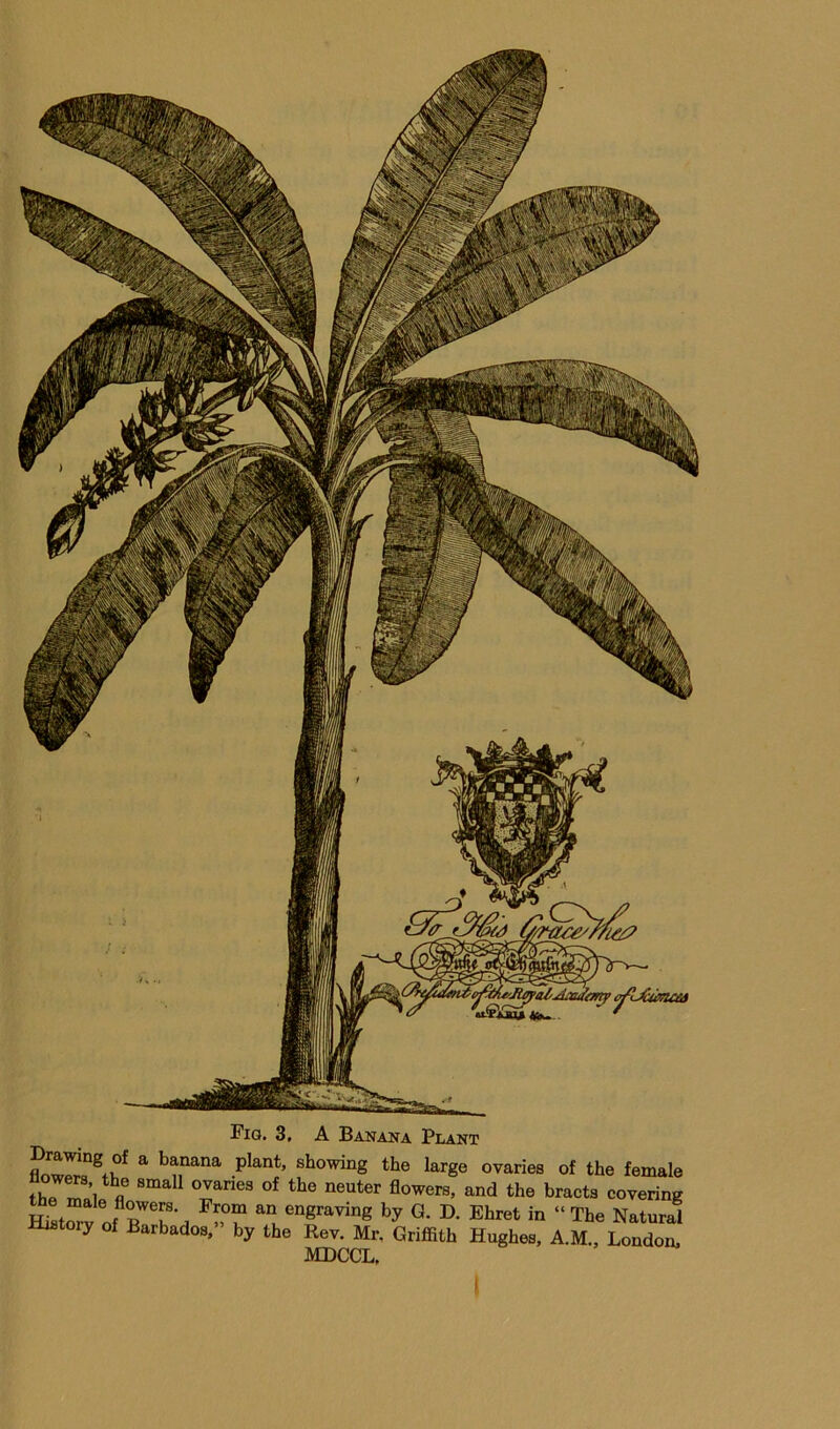 Fig. 3, A Banana Plant Drawing of a banana plant, showing the large ovaries of the fema <^he bracts coverin f engraving by G. D. Ehret in “ The Natun History of Barbados.” by the Rev. Mr, Griffith Hughes. A.M., Londoi MDCCL.