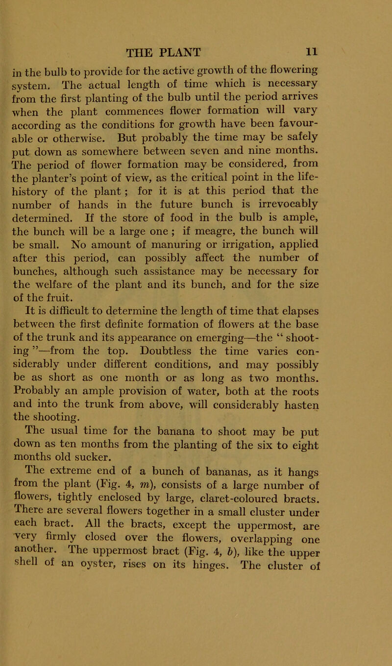 in the bulb to provide for the active growth of the flowering system. The actual length of time which is necessary from the first planting of the bulb until the period arrives when the plant commences flower formation will vary according as the conditions for growth have been favom- able or otherwise. But probably the time may be safely put down as somewhere between seven and nine months. The period of flower formation may be considered, from the planter’s point of view, as the critical point in the life- history of the plant; for it is at this period that the number of hands in the future bunch is irrevocably determined. If the store of food in the bulb is ample, the bunch will be a large one ; if meagre, the bunch will be small. No amount of manuring or irrigation, applied after this period, can possibly affect the number of bunches, although such assistance may be necessary for the welfare of the plant and its bunch, and for the size of the fruit. It is difficult to determine the length of time that elapses between the first definite formation of flowers at the base of the trunk and its appearance on emerging—^the “ shoot- ing ”—from the top. Doubtless the time varies con- siderably under different conditions, and may possibly be as short as one month or as long as two months. Probably an ample provision of water, both at the roots and into the trunk from above, will considerably hasten the shooting. The usual time for the banana to shoot may be put down as ten months from the planting of the six to eight months old sucker. The extreme end of a bunch of bananas, as it hangs from the plant (Fig. 4, m), consists of a large number of flowers, tightly enclosed by large, claret-coloured bracts. There are several flowers together in a small cluster under each bract. All the bracts, except the uppermost, are very firmly closed over the flowers, overlapping one another. The uppermost bract (Fig. 4, h), like the upper shell of an oyster, rises on its hinges. The cluster of