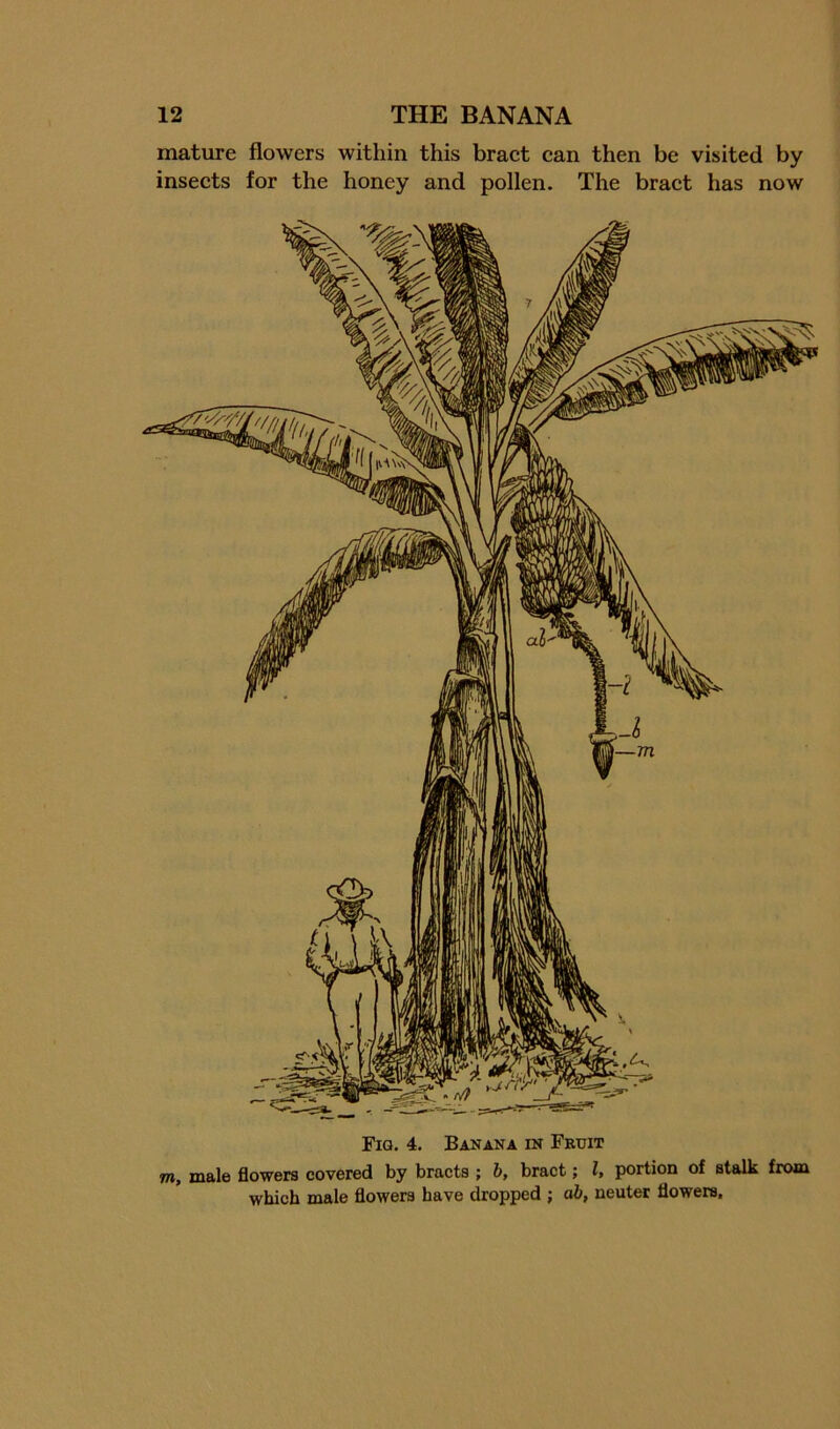 mature flowers within this braet can then be visited by insects for the honey and pollen. The bract has now Fig. 4. Banana in Fruit m, male flowers covered by bracts ; h, bract; I, portion of stalk from which male flowers have dropped ; ah, neuter flowers.