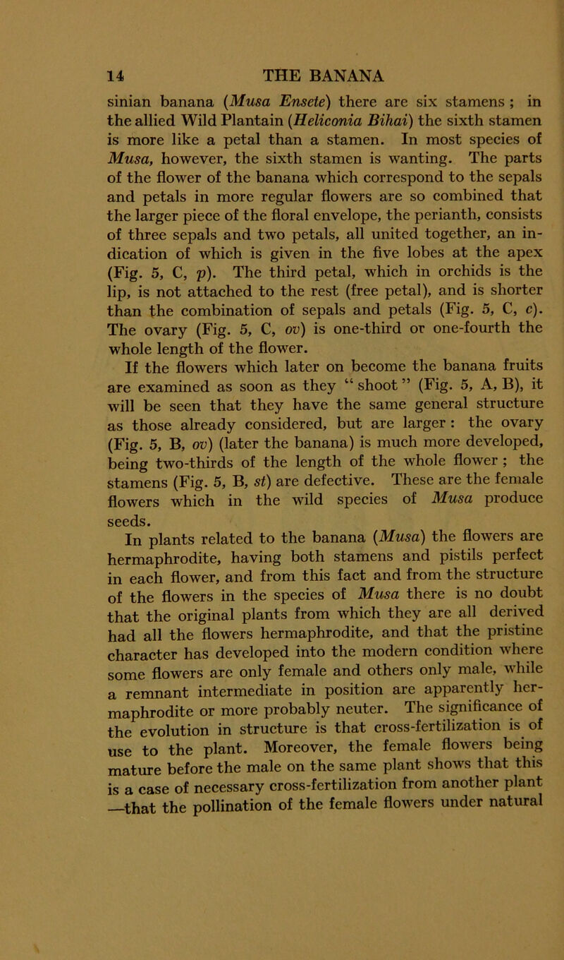 sinian banana {Musa Ensete) there are six stamens ; in the allied Wild Plantain {Heliconia Bihai) the sixth stamen is more like a petal than a stamen. In most species of Musa, however, the sixth stamen is wanting. The parts of the flower of the banana which correspond to the sepals and petals in more regular flowers are so combined that the larger piece of the floral envelope, the perianth, consists of three sepals and two petals, all united together, an in- dication of which is given in the flve lobes at the apex (Fig. 5, C, p). The third petal, which in orchids is the lip, is not attached to the rest (free petal), and is shorter than the combination of sepals and petals (Fig. 5, C, c). The ovary (Fig. 5, C, ov) is one-third or one-fourth the whole length of the flower. If the flowers which later on become the banana fruits are examined as soon as they “ shoot ” (Fig. 5, A, B), it will be seen that they have the same general structure as those already considered, but are larger: the ovary (Fig. 5, B, ov) (later the banana) is much more developed, being two-thirds of the length of the whole flower ; the stamens (Fig. 5, B, st) are defective. These are the female flowers which in the wild species of Musa produce seeds. In plants related to the banana {Musa) the flowers are hermaphrodite, having both stamens and pistils perfect in each flower, and from this fact and from the structure of the flowers in the species of Musa there is no doubt that the original plants from which they are all derived had all the flowers hermaphrodite, and that the pristine character has developed into the modern condition where some flowers are only female and others only male, while a remnant intermediate in position are apparently her- maphrodite or more probably neuter. The significance of the evolution in structure is that cross-fertilization is of use to the plant. Moreover, the female flowers being matm-e before the male on the same plant shows that this is a case of necessary cross-fertilization from another plant —that the pollination of the female flowers under natural