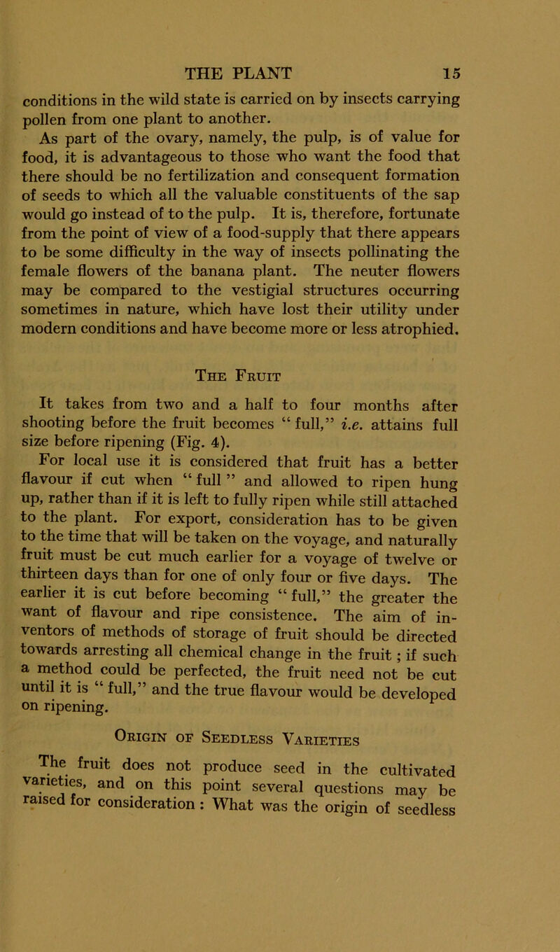 conditions in the wild state is earried on by insects carrying pollen from one plant to another. As part of the ovary, namely, the pulp, is of value for food, it is advantageous to those who want the food that there should be no fertilization and consequent formation of seeds to which all the valuable constituents of the sap would go instead of to the pulp. It is, therefore, fortunate from the point of view of a food-supply that there appears to be some difficulty in the way of insects pollinating the female flowers of the banana plant. The neuter flowers may be compared to the vestigial structures occurring sometimes in nature, which have lost their utility under modern conditions and have become more or less atrophied. The Fruit It takes from two and a half to four months after shooting before the fruit becomes “ full,” i.e. attains full size before ripening (Fig. 4). For local use it is considered that fruit has a better flavour if cut when “ full ” and allowed to ripen hung up, rather than if it is left to fully ripen while still attached to the plant. For export, consideration has to be given to the time that will be taken on the voyage, and naturally fruit must be cut much earlier for a voyage of twelve or thirteen days than for one of only four or five days. The earlier it is cut before becoming “ full,” the greater the want of flavour and ripe consistence. The aim of in- ventors of methods of storage of fruit should be directed towards arresting all chemical change in the fruit; if such a method could be perfected, the fruit need not be cut until it is “ full,” and the true flavour would be developed on ripening. Origin oe Seedless Varieties The fruit does not produce seed in the cultivated varieties, and on this point several questions may be raised for consideration: What was the origin of seedless