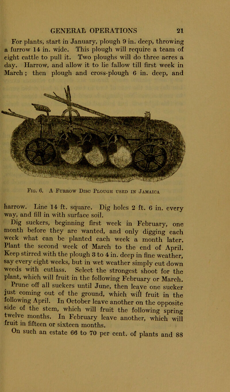 For plants, start in January, plough 9 in. deep, throwing a furrow 14 in. wide. This plough will require a team of eight cattle to pull it. Two ploughs will do three acres a day. Harrow, and allow it to lie fallow till first week in March ; then plough and cross-plough 6 in. deep, and Fig. 6. A Fubbow Disc Plough used in Jamaica harrow. Line 14 ft. square. Dig holes 2 ft. 6 in. every way, and fill in with surface soil. Dig suckers, beginning first week in February, one month before they are wanted, and only digging each week what can be planted each week a month later. Plant the second week of March to the end of April. Keep stirred with the plough 3 to 4 in. deep in fine weather, say every eight weeks, but in wet weather simply cut down weeds with cutlass. Select the strongest shoot for the plant, which will fruit in the following February or March. Prune off all suckers until June, then leave one sucker just coming out of the ground, which wifi fruit in the following April. In October leave another on the opposite side of the stem, which will fruit the following spring twelve months. In February leave another, which will fruit in fifteen or sixteen months. On such an estate 66 to 70 per cent, of plants and 88