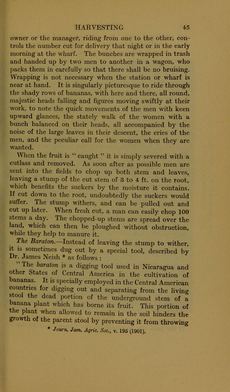 owner or the manager, riding from one to the other, con- trols the number cut for delivery that night or in the early morning at the wharf. The bunches are wrapped in trash and handed up by two men to another in a wagon, who packs them in carefully so that there shall be no bruising. Wrapping is not necessary when the station or wharf is near at hand. It is singularly picturesque to ride through the shady rows of bananas, with here and there, all round, majestic heads falling and figures moving swiftly at their work, to note the quick movements of the men with keen upward glances, the stately walk of the women with a bunch balanced on their heads, all accompanied by the noise of the large leaves in their descent, the cries of the men, and the peculiar call for the women when they are wanted. When the fruit is “ caught ” it is simply severed with a cutlass and removed. As soon after as possible men are sent into the fields to chop up both stem and leaves, leaving a stump of the cut stem of 3 to 4 ft. on the root, which benefits the suckers by the moisture it contains. If cut down to the root, undoubtedly the suckers would suffer. The stump withers, and can be pulled out and cut up later. When fresh cut, a man can easily chop 100 stems a day. The chopped-up stems are spread over the land, which can then be ploughed without obstruction, while they help to manure it. The Baraton. Instead of leaving the stump to wither, it is sometimes dug out by a special tool, described by Dr. James Neish * as follows : The baraton is a digging tool used in Nicaragua and other States of Central America in the cultivation of ananas. It is specially employed in the Central American countries for digging out and separating from the living ^ool the dead portion of the underground stem of a banana plant which has borne its fruit. This portion of the plant when allowed to remain in the soil hinders the growth of the parent stool by preventing it from throwing ♦ Journ. Jam, Agric. Soc., v. 196 (1901),
