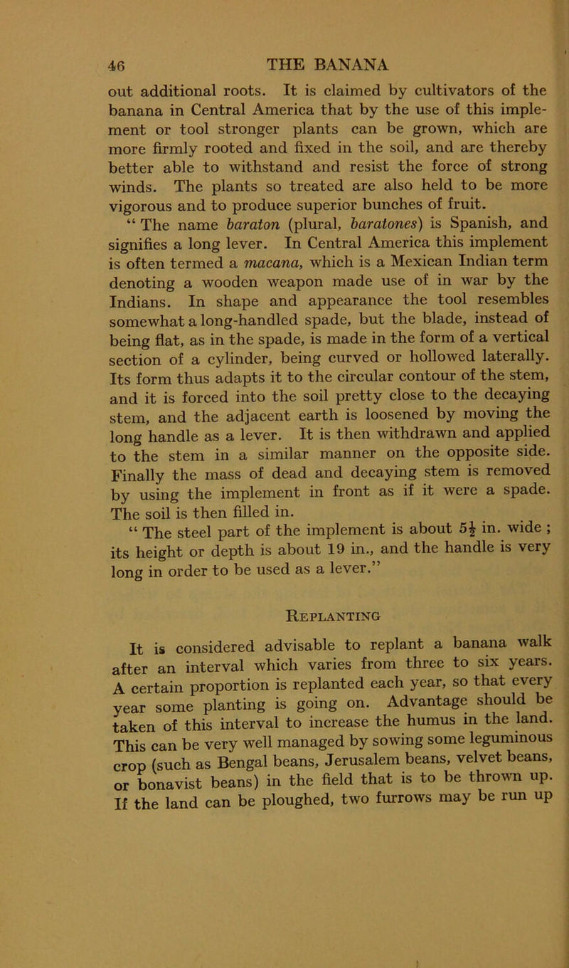 out additional roots. It is claimed by cultivators of the banana in Central America that by the use of this imple- ment or tool stronger plants can be grown, which are more firmly rooted and fixed in the soil, and are thereby better able to withstand and resist the force of strong winds. The plants so treated are also held to be more vigorous and to produce superior bunches of fruit. “ The name haraton (plural, haratones) is Spanish, and signifies a long lever. In Central America this implement is often termed a macana, which is a Mexican Indian term denoting a wooden weapon made use of in war by the Indians. In shape and appearance the tool resembles somewhat a long-handled spade, but the blade, instead of being flat, as in the spade, is made in the form of a vertical section of a cylinder, being curved or hollowed laterally. Its form thus adapts it to the circular contour of the stem, and it is forced into the soil pretty close to the decaying stem, and the adjacent earth is loosened by moving the long handle as a lever. It is then withdrawn and applied to the stem in a similar manner on the opposite side. Finally the mass of dead and decaying stem is removed by using the implement in front as if it were a spade. The soil is then filled in. “ The steel part of the implement is about 5| in. wide ; its height or depth is about 19 in., and the handle is very long in order to be used as a lever.” Replanting It is considered advisable to replant a banana walk after an interval which varies from three to six years. A certain proportion is replanted each year, so that every year some planting is going on. Advantage should be taken of this interval to increase the humus in the land. This can be very well managed by sowing some leguminous crop (such as Bengal beans, Jerusalem beans, velvet beans, or Lnavist beans) in the field that is to be throvm up. If the land can be ploughed, two furrows may be run up