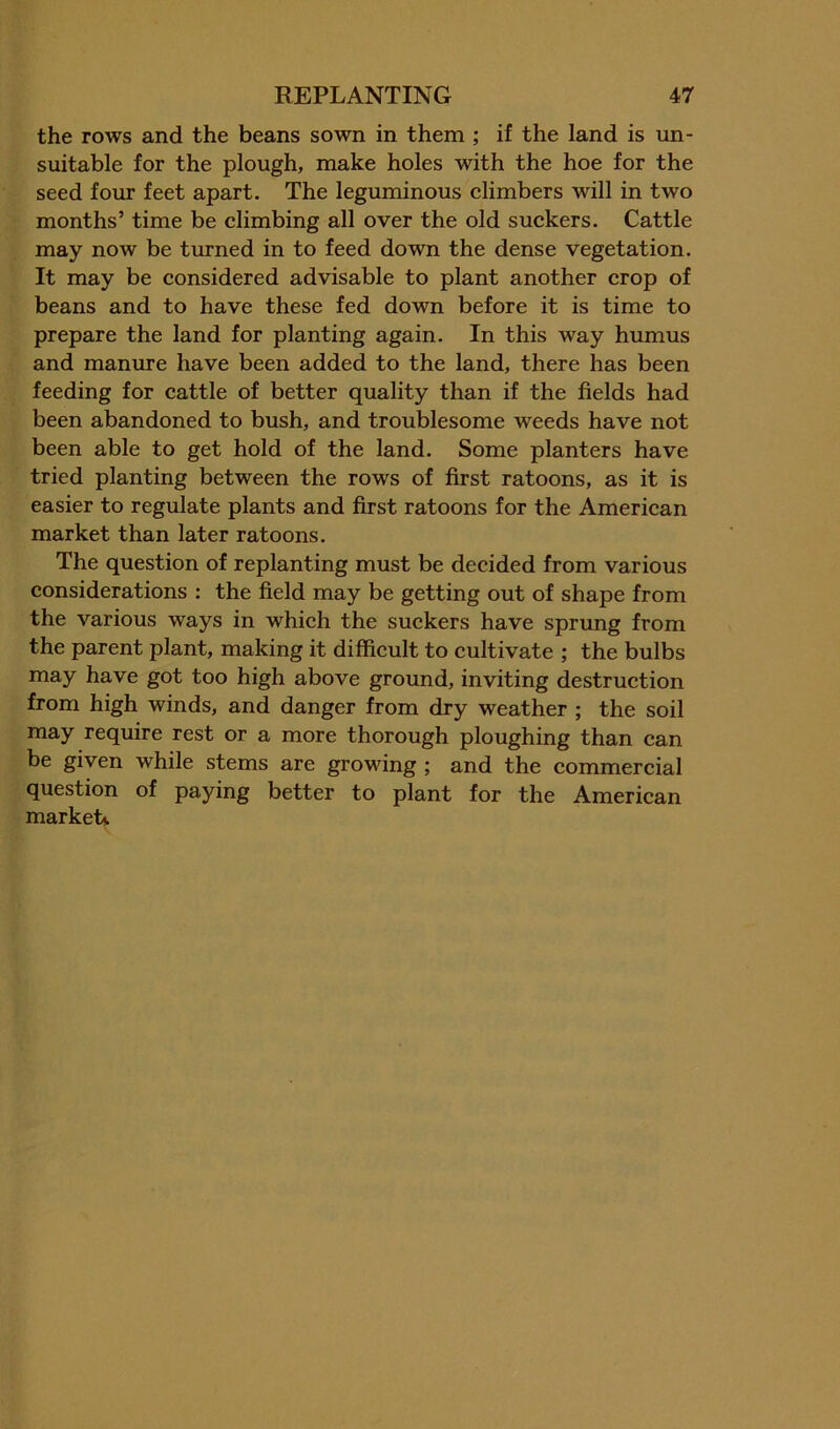 the rows and the beans sown in them ; if the land is un- suitable for the plough, make holes with the hoe for the seed four feet apart. The leguminous climbers will in two months’ time be climbing all over the old suckers. Cattle may now be turned in to feed down the dense vegetation. It may be considered advisable to plant another crop of beans and to have these fed down before it is time to prepare the land for planting again. In this way humus and manure have been added to the land, there has been feeding for cattle of better quality than if the fields had been abandoned to bush, and troublesome weeds have not been able to get hold of the land. Some planters have tried planting between the rows of first ratoons, as it is easier to regulate plants and first ratoons for the American market than later ratoons. The question of replanting must be decided from various considerations : the field may be getting out of shape from the various ways in which the suckers have sprung from the parent plant, making it diffieult to cultivate ; the bulbs may have got too high above ground, inviting destruction from high winds, and danger from dry weather ; the soil may require rest or a more thorough ploughing than can be given while stems are growing ; and the commercial question of paying better to plant for the American markett