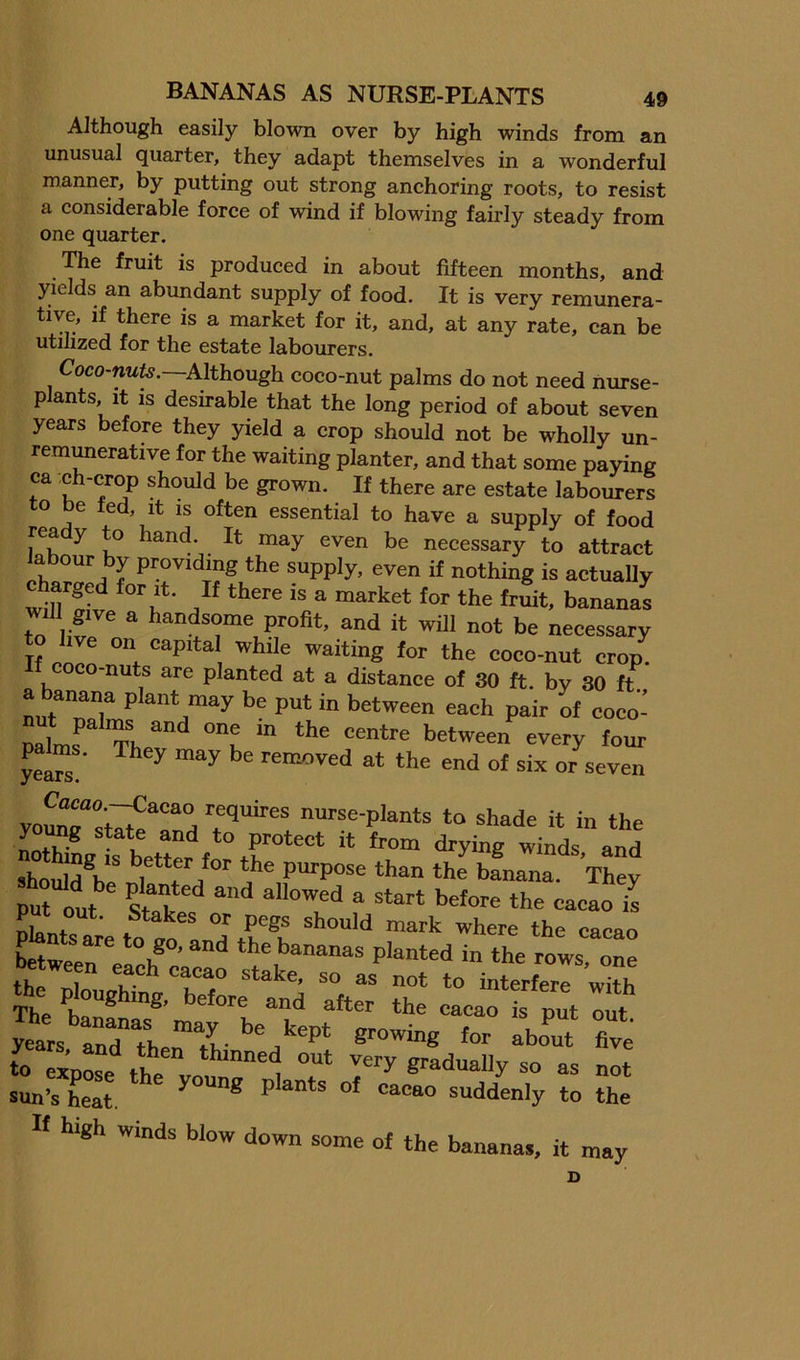 Although easily blown over by high winds from an unusual quarter, they adapt themselves in a wonderful manner, by putting out strong anchoring roots, to resist a considerable force of wind if blowing fairly steady from one quarter. The fruit is produced in about fifteen months, and yields an abundant supply of food. It is very remunera- tive, if there is a market for it, and, at any rate, can be utihzed for the estate labourers. Coco-nute.—Although coco-nut palms do not need nurse- p ants, it is desirable that the long period of about seven years before they yield a crop should not be wholly un- rem^erative for the waiting planter, and that some paying ca ch-crop should be grown. If there are estate labourers to be fed. It IS often essential to have a supply of food rea y to hand. It may even be necessary to attract a our y providing the supply, even if nothing is actually Will give a handsome profit, and it will not be necessary to live on capital while waiting for the coco-nut crop, coco-nuts are planted at a distance of 30 ft. by 30 ft each pair of coco- palmf Thet”** ™ between every four n”se-plants to shade it in the L.1?® • protect it from drying winds and bLna. They put out Stekes “ Mween elch^n Planted in the rows, one f1 ? ^ Stake, so as not to interfere with The and after the cacao is put out J«rs a^Tk '?u- abom five t “expoL the“v “1 as not sun’s teat. °* ®“ao suddenly to the « high winds blow down some of the bananas, it may