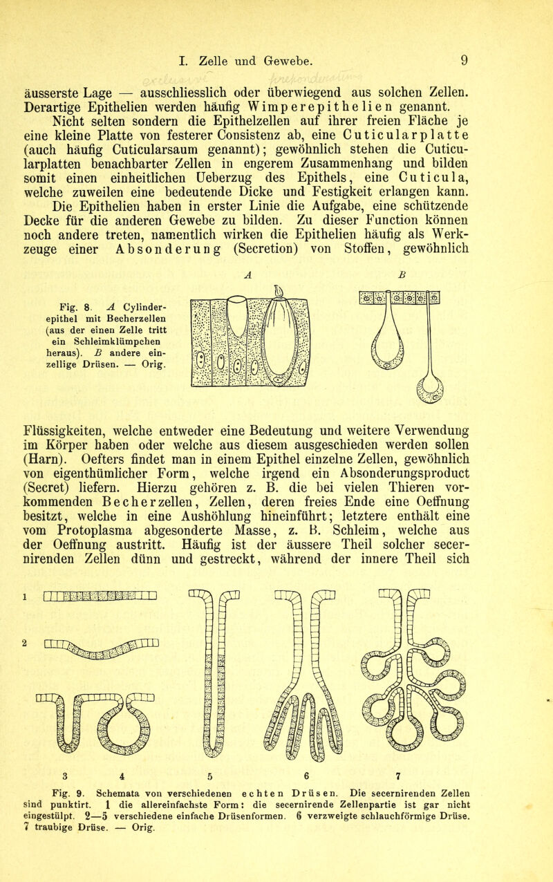 äusserste Lage — ausschliesslich oder überwiegend aus solchen Zellen. Derartige Epithelien werden häufig Wimperepithelien genannt. Nicht selten sondern die Epithelzellen auf ihrer freien Fläche je eine kleine Platte von festerer Consistenz ab, eine Cuticularplatte (auch häufig Cuticularsaum genannt); gewöhnlich stehen die Cuticu- larplatten benachbarter Zellen in engerem Zusammenhang und bilden somit einen einheitlichen Ueberzug des Epithels, eine Cuticula, welche zuweilen eine bedeutende Dicke und Festigkeit erlangen kann. Die Epithelien haben in erster Linie die Aufgabe, eine schützende Decke für die anderen Gewebe zu bilden. Zu dieser Function können noch andere treten, namentlich wirken die Epithelien häufig als Werk- zeuge einer Absonderung (Secretion) von Stoffen, gewöhnlich Fig. 8. A Cylinder- epithel mit Becherzellen (aus der einen Zelle tritt ein Schleimklümpchen heraus). B andere ein- zellige Drüsen. — Orig. A u y fi 1 0 1 Flüssigkeiten, welche entweder eine Bedeutung und weitere Verwendung im Körper haben oder welche aus diesem ausgeschieden werden sollen (Harn). Oefters findet man in einem Epithel einzelne Zellen, gewöhnlich von eigenthümlicher Form, welche irgend ein Absonderungsproduct (Secret) liefern. Hierzu gehören z. B. die bei vielen Thieren vor- kommenden Be eher zellen, Zellen, deren freies Ende eine Oeffnung besitzt, welche in eine Aushöhlung hineinführt; letztere enthält eine vom Protoplasma abgesonderte Masse, z. B. Schleim, welche aus der Oeffnung austritt. Häufig ist der äussere Theil solcher secer- nirenden Zellen dünn und gestreckt, während der innere Theil sich Fig. 9. Schemata von verschiedenen echten Drüsen. Die secernirenden Zellen sind punktirt. 1 die allereinfachste Form: die secernirende Zellenpartie ist gar nicht eingestülpt. 2—5 verschiedene einfache Drüsenformen. 6 verzweigte schlauchförmige Drüse. 7 traubige Drüse. — Orig.