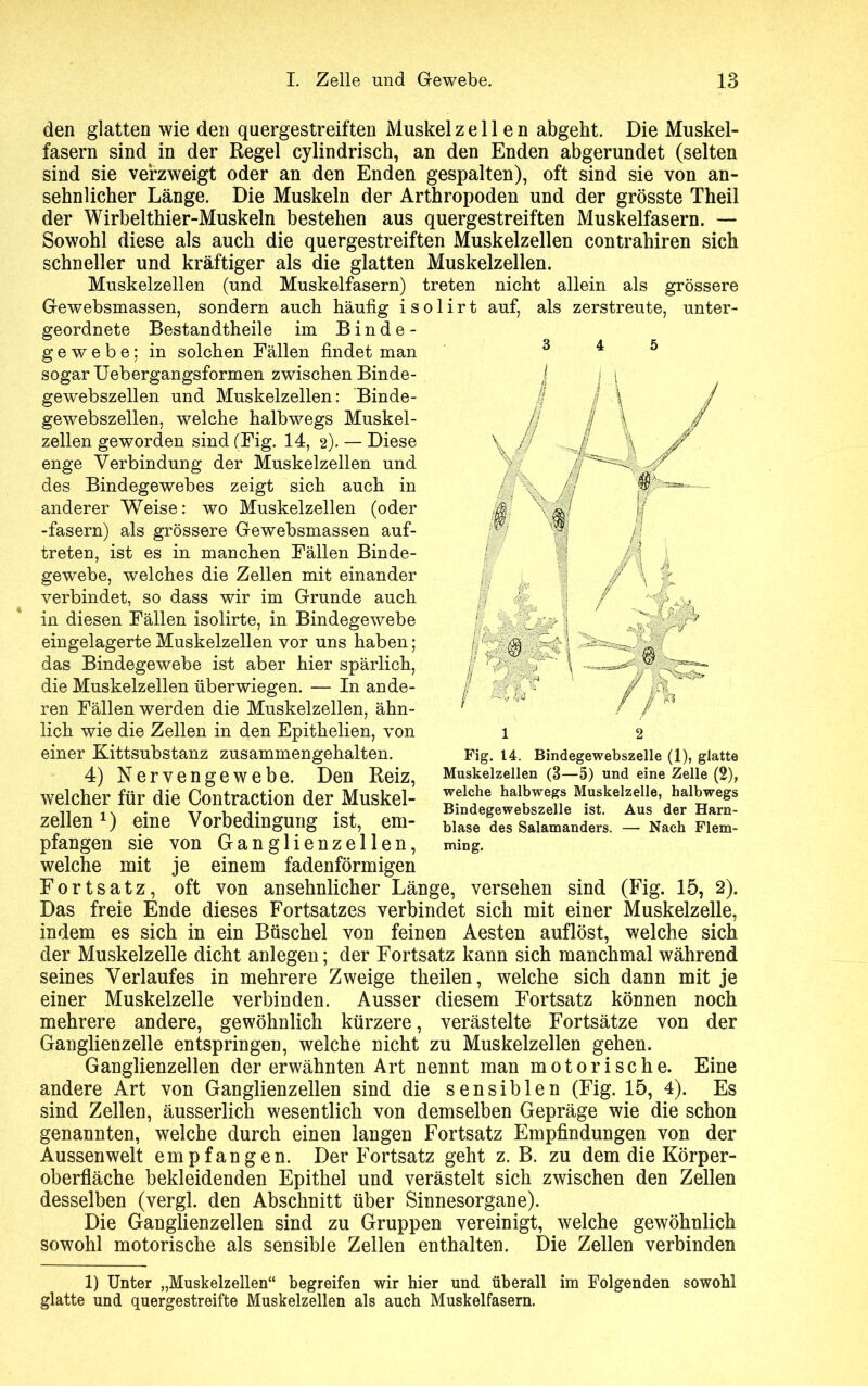 den glatten wie den quergestreiften Muskel zellen abgeht. Die Muskel- fasern sind in der Regel cylindrisch, an den Enden abgerundet (selten sind sie verzweigt oder an den Enden gespalten), oft sind sie von an- sehnlicher Länge. Die Muskeln der Arthropoden und der grösste Theil der Wirbelthier-Muskeln bestehen aus quergestreiften Muskelfasern. — Sowohl diese als auch die quergestreiften Muskelzellen contrahiren sich schneller und kräftiger als die glatten Muskelzellen. Muskelzellen (und Muskelfasern) treten nicht allein als grössere Gewebsmassen, sondern auch häufig i s o 1 i r t auf, als zerstreute, unter- geordnete Bestandtheile im Binde- “ n * p- g e w e b e; in solchen Fällen findet man 4 0 sogar Uebergangsformen zwischen Binde- gewebszellen und Muskelzellen: ’Binde- gewebszellen, welche halbwegs Muskel- zellen geworden sind (Eig. 14, 2). — Diese enge Verbindung der Muskelzellen und des Bindegewebes zeigt sich auch in anderer Weise: wo Muskelzellen (oder -fasern) als grössere Gewebsmassen auf- treten, ist es in manchen Fällen Binde- gewebe, welches die Zellen mit einander verbindet, so dass wir im Grunde auch in diesen Fällen isolirte, in Bindegewebe eingelagerte Muskelzellen vor uns haben; das Bindegewebe ist aber hier spärlich, die Muskelzellen überwiegen. — In ande- ren Fällen werden die Muskelzellen, ähn- lich wie die Zellen in den Epithelien, von einer Kittsubstanz zusammengehalten. 4) Nervengewebe. Den Reiz, welcher für die Contraction der Muskel- zellen *) eine Vorbedingung ist, em- pfangen sie von Ganglienzellen, welche mit je einem fadenförmigen Fortsatz, oft von ansehnlicher Länge, versehen sind (Fig. 15, 2). Das freie Ende dieses Fortsatzes verbindet sich mit einer Muskelzelle, indem es sich in ein Büschel von feinen Aesten auflöst, welche sich der Muskelzelle dicht anlegen; der Fortsatz kann sich manchmal während seines Verlaufes in mehrere Zweige theilen, welche sich dann mit je einer Muskelzelle verbinden. Ausser diesem Fortsatz können noch mehrere andere, gewöhnlich kürzere, verästelte Fortsätze von der Ganglienzelle entspringen, welche nicht zu Muskelzellen gehen. Ganglienzellen der erwähnten Art nennt man motorische. Eine andere Art von Ganglienzellen sind die sensiblen (Fig. 15, 4). Es sind Zellen, äusserlich wesentlich von demselben Gepräge wie die schon genannten, welche durch einen langen Fortsatz Empfindungen von der Aussen weit empfangen. Der Fortsatz geht z. B. zu dem die Körper- oberfläche bekleidenden Epithel und verästelt sich zwischen den Zellen desselben (vergl. den Abschnitt über Sinnesorgane). Die Ganglienzellen sind zu Gruppen vereinigt, welche gewöhnlich sowohl motorische als sensible Zellen enthalten. Die Zellen verbinden I « Jg* „ - ■ : ■ . Fig. 14. Bindegewebszelle (1), glatte Muskelzellen (3—5) und eine Zelle (2), welche halbwegs Muskelzelle, halbwegs Bindegewebszelle ist. Aus der Harn- blase des Salamanders. — Nach Flem- ming. 1) Unter „Muskelzellen“ begreifen wir hier und überall im Folgenden sowohl glatte und quergestreifte Muskelzellen als auch Muskelfasern.