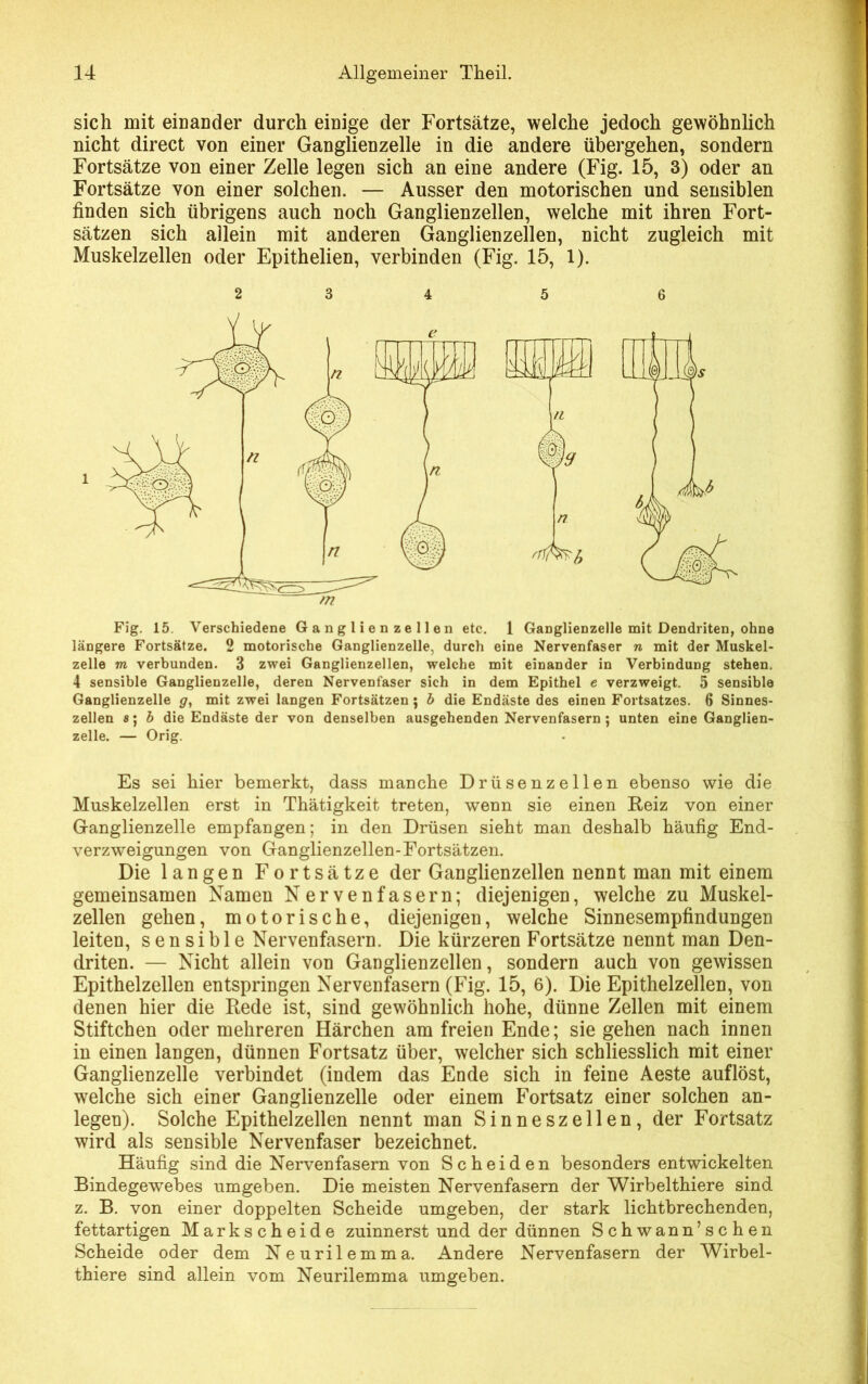 sich mit einander durch einige der Fortsätze, welche jedoch gewöhnlich nicht direct von einer Ganglienzelle in die andere übergehen, sondern Fortsätze von einer Zelle legen sich an eine andere (Fig. 15, 3) oder an Fortsätze von einer solchen. — Ausser den motorischen und sensiblen finden sich übrigens auch noch Ganglienzellen, welche mit ihren Fort- sätzen sich allein mit anderen Ganglienzellen, nicht zugleich mit Muskelzellen oder Epithelien, verbinden (Fig. 15, 1). Fig. 15 Verschiedene Ganglienzellen etc. 1 Ganglienzelle mit Dendriten, ohne längere Fortsätze. 2 motorische Ganglienzelle, durch eine Nervenfaser n mit der Muskel- zelle m verbunden. 3 zwei Ganglienzellen, welche mit einander in Verbindung stehen. 4 sensible Ganglienzelle, deren Nervenfaser sich in dem Epithel e verzweigt. 5 sensible Ganglienzelle g, mit zwei langen Fortsätzen ; b die Endäste des einen Fortsatzes. 6 Sinnes- zellen 8; b die Endäste der von denselben ausgehenden Nervenfasern ; unten eine Ganglien- zelle. — Orig. Es sei hier bemerkt, dass manche Drüsenzellen ebenso wie die Muskelzellen erst in Thätigkeit treten, wenn sie einen Reiz von einer Ganglienzelle empfangen; in den Drüsen sieht man deshalb häufig End- verzweigungen von Ganglienzellen-Fortsätzen. Die langen Fortsätze der Ganglienzellen nennt man mit einem gemeinsamen Namen Nervenfasern; diejenigen, welche zu Muskel- zellen gehen, motorische, diejenigen, welche Sinnesempfindungen leiten, sensible Nervenfasern. Die kürzeren Fortsätze nennt man Den- driten. — Nicht allein von Ganglienzellen, sondern auch von gewissen Epithelzellen entspringen Nervenfasern (Fig. 15, 6). Die Epithelzellen, von denen hier die Rede ist, sind gewöhnlich hohe, dünne Zellen mit einem Stiftchen oder mehreren Härchen am freien Ende; siegehen nach innen in einen langen, dünnen Fortsatz über, welcher sich schliesslich mit einer Ganglienzelle verbindet (indem das Ende sich in feine Aeste auflöst, welche sich einer Ganglienzelle oder einem Fortsatz einer solchen an- legen). Solche Epithelzellen nennt man Sinneszellen, der Fortsatz wird als sensible Nervenfaser bezeichnet. Häufig sind die Nervenfasern von Scheiden besonders entwickelten Bindegewebes umgeben. Die meisten Nervenfasern der Wirbelthiere sind z. B. von einer doppelten Scheide umgeben, der stark lichtbrechenden, fettartigen Markscheide zuinnerst und der dünnen Schwann’schen Scheide oder dem Neurilemma. Andere Nervenfasern der Wirbel- thiere sind allein vom Neurilemma umgeben.