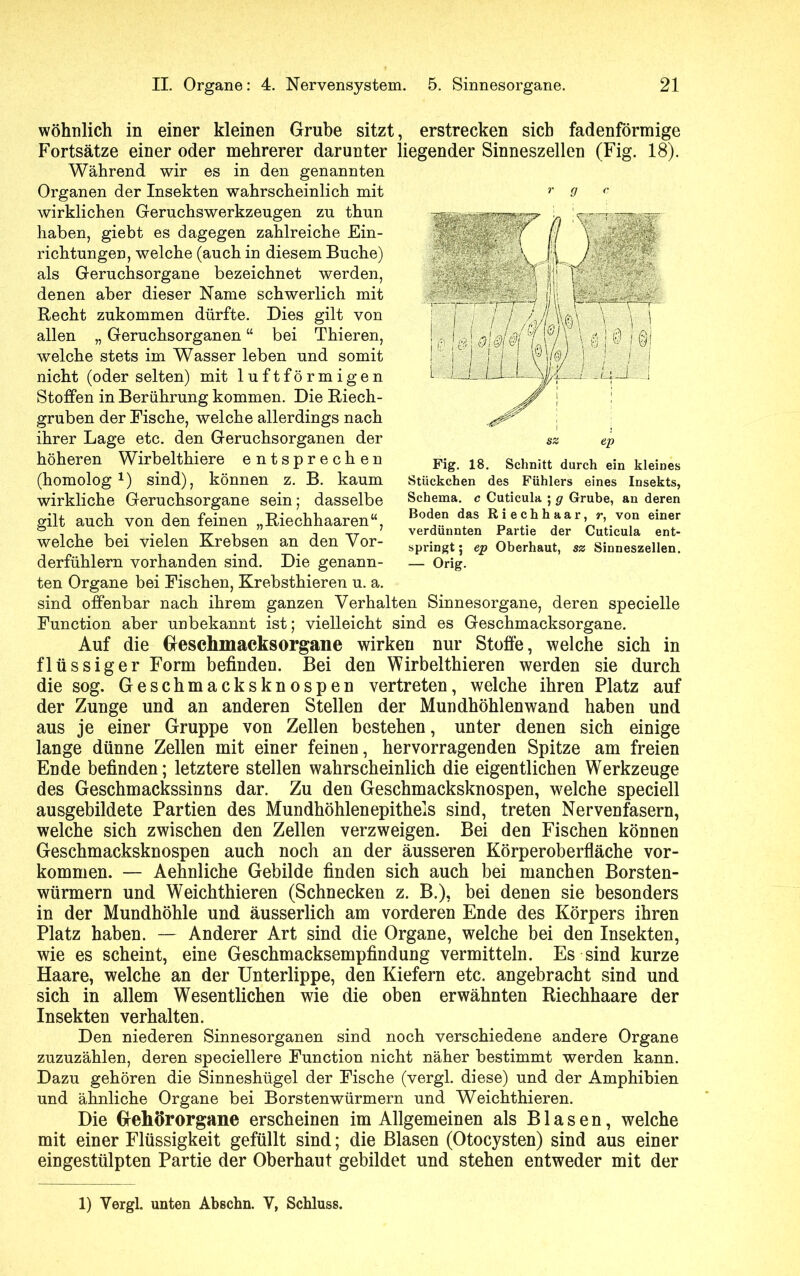 wohnlich in einer kleinen Grube sitzt, erstrecken sich fadenförmige Fortsätze einer oder mehrerer darunter liegender Sinneszellen (Fig. 18). Während wir es in den genannten Organen der Insekten wahrscheinlich mit wirklichen Gernchswerkzengen zu thun haben, giebt es dagegen zahlreiche Ein- richtungen, welche (auch in diesem Buche) als Geruchsorgane bezeichnet werden, denen aber dieser Name schwerlich mit Recht zukommen dürfte. Dies gilt von allen „ Geruchsorganen “ bei Thieren, welche stets im Wasser leben und somit nicht (oder selten) mit luftförmigen Stoffen in Berührung kommen. Die Riech- gruben der Fische, welche allerdings nach ihrer Lage etc. den Geruchsorganen der höheren Wirbelthiere entsprechen (homolog1) sind), können z. B. kaum wirkliche Geruchsorgane sein; dasselbe gilt auch von den feinen „Riechhaaren“, welche bei vielen Krebsen an den Vor- derfühlern vorhanden sind. Die genann- ten Organe bei Fischen, Krebsthieren u. a. sind offenbar nach ihrem ganzen Verhalten Sinnesorgane, deren specielle Function aber unbekannt ist; vielleicht sind es Geschmacksorgane. Auf die Geschmacksorgane wirken nur Stoffe, welche sich in flüssiger Form befinden. Bei den Wirbel thieren werden sie durch die sog. Geschmacksknospen vertreten, welche ihren Platz auf der Zunge und an anderen Stellen der Mundhöhlenwand haben und aus je einer Gruppe von Zellen bestehen, unter denen sich einige lange dünne Zellen mit einer feinen, hervorragenden Spitze am freien Ende befinden; letztere stellen wahrscheinlich die eigentlichen Werkzeuge des Geschmackssinns dar. Zu den Geschmacksknospen, welche speciell ausgebildete Partien des Mundhöhlenepithels sind, treten Nervenfasern, welche sich zwischen den Zellen verzweigen. Bei den Fischen können Geschmacksknospen auch noch an der äusseren Körperoberfläche Vor- kommen. — Aehnliche Gebilde finden sich auch bei manchen Borsten- würmern und Weichthieren (Schnecken z. B.), bei denen sie besonders in der Mundhöhle und äusserlich am vorderen Ende des Körpers ihren Platz haben. — Anderer Art sind die Organe, welche bei den Insekten, wie es scheint, eine Geschmacksempfindung vermitteln. Es sind kurze Haare, welche an der Unterlippe, den Kiefern etc. angebracht sind und sich in allem Wesentlichen wie die oben erwähnten Riechhaare der Insekten verhalten. Den niederen Sinnesorganen sind noch verschiedene andere Organe zuzuzählen, deren speciellere Function nicht näher bestimmt werden kann. Dazu gehören die Sinneshügel der Fische (vergl. diese) und der Amphibien und ähnliche Organe bei Borstenwürmern und Weichthieren. Die Gehörorgane erscheinen im Allgemeinen als Blasen, welche mit einer Flüssigkeit gefüllt sind; die Blasen (Otocysten) sind aus einer eingestülpten Partie der Oberhaut gebildet und stehen entweder mit der r g c sz ep Fig. 18. Schnitt durch ein kleines Stückchen des Fühlers eines Insekts, Schema, c Cuticula ; g Grube, an deren Boden das Riechhaar, r, von einer verdünnten Partie der Cuticula ent- springt; ep Oberhaut, sz Sinneszellen. — Orig. 1) Vergl. unten Abschn. V, Schluss.