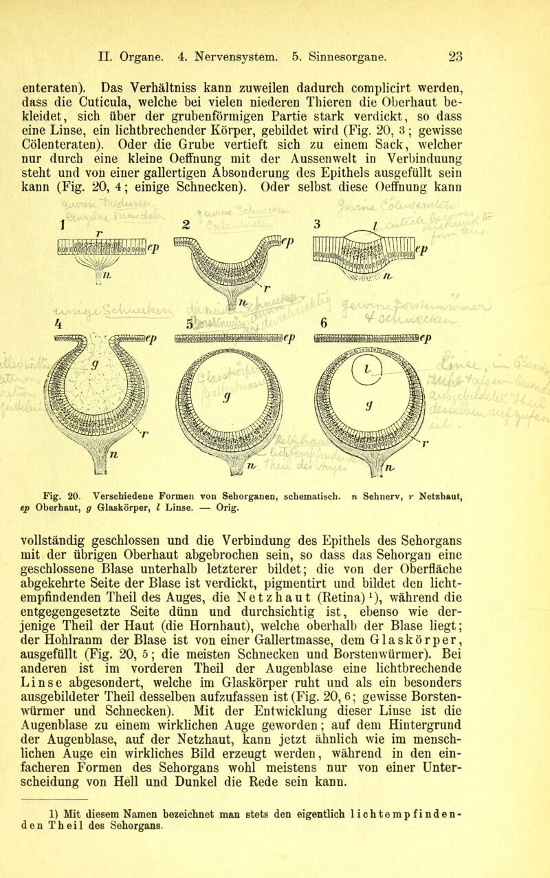 enteraten). Das Verhältnis kann zuweilen dadurch complicirt werden, dass die Cuticula, welche bei vielen niederen Thieren die Oberhaut be- kleidet, sich über der grubenförmigen Partie stark verdickt, so dass eine Linse, ein lichtbrechender Körper, gebildet wird (Fig. 20, 3; gewisse Cölenteraten). Oder die Grube vertieft sich zu einem Sack, welcher nur durch eine kleine Oeflhung mit der Aussen weit in Verbinduung steht und von einer gallertigen Absonderung des Epithels ausgefüllt sein kann (Fig. 20, 4; einige Schnecken). Oder selbst diese Oeffnung kann Fig. 20. Verschiedene Formen von Sehorganen, schematisch, n Sehnerv, r Netzhaut, ep Oberhaut, g Glaskörper, l Linse. — Orig. vollständig geschlossen und die Verbindung des Epithels des Sehorgans mit der übrigen Oberhaut abgebrochen sein, so dass das Sehorgan eine geschlossene Blase unterhalb letzterer bildet; die von der Oberfläche abgekehrte Seite der Blase ist verdickt, pigmentirt und bildet den licht- empfindenden Theil des Auges, die Netzhaut (Retina)x), während die entgegengesetzte Seite dünn und durchsichtig ist, ebenso wie der- jenige Theil der Haut (die Hornhaut), welche oberhalb der Blase liegt; der Hohlranm der Blase ist von einer Gallertmasse, dem Glaskörper, ausgefüllt (Fig. 20, 5; die meisten Schnecken und Borstenwürmer). Bei anderen ist im vorderen Theil der Augenblase eine lichtbrechende Linse abgesondert, welche im Glaskörper ruht und als ein besonders ausgebildeter Theil desselben aufzufassen ist (Fig. 20, 6; gewisse Borsten- würmer und Schnecken). Mit der Entwicklung dieser Linse ist die Augenblase zu einem wirklichen Auge geworden; auf dem Hintergrund der Augenblase, auf der Netzhaut, kann jetzt ähnlich wie im mensch- lichen Auge ein wirkliches Bild erzeugt werden, während in den ein- facheren Formen des Sehorgans wohl meistens nur von einer Unter- scheidung von Hell und Dunkel die Rede sein kann. 1) Mit diesem Namen bezeichnet man stets den eigentlich lichtempfinden- den Theil des Sehorgans.