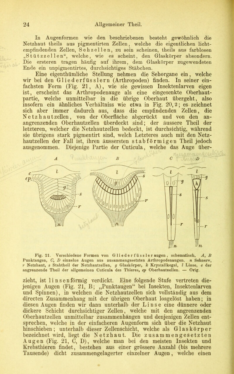 In Augenformen wie den beschriebenen besteht gewöhnlich die Netzhaut theils aus pigmentirten Zellen, welche die eigentlichen licht- empfindenden Zellen, Sehzellen, zu sein scheinen, theils aus farblosen „Stützzellen“, welche, wie es scheint, den Glaskörper absondern. Die ersteren tragen häufig auf ihrem, dem Glaskörper zugewendeten Ende ein unpigmentirtes, durchsichtiges Stäbchen. Eine eigenthümliche Stellung nehmen die Sehorgane ein, welche wir bei den Gliederfüsslern (Arthropoden) finden. In seiner ein- fachsten Form (Fig. 21, A), wie sie gewissen Insektenlarven eigen ist, erscheint das Arthropodenauge als eine eingesenkte Oberhaut- partie, welche unmittelbar in die übrige Oberhaut übergeht, also insofern ein ähnliches Verhältniss wie etwa in Fig. 20,2; es zeichnet sich aber immer dadurch aus, dass die empfindenden Zellen, die Ne tz h aut zellen, von der Oberfläche abgerückt und von den an- angrenzenden Oberhautzellen überdeckt sind; der äussere Theil der letzteren, welcher die Netzhautzellen bedeckt, ist durchsichtig, während sie übrigens stark pigmentirt sind, welch Letzteres auch mit den Netz- hautzellen der Fall ist, ihren äussersten stabförmigen Theil jedoch ausgenommen. Diejenige Partie der Cuticula, welche das Auge über- Ä B CD Fig. 21. Verschiedene Formen von G1 i e d e r f ü s s 1 e r äugen , schematisch. A, B Punktaugen, C, D einzelne Augen aus zusammengesetzten Arthropodenaugen. n Sehnerv, r Netzhaut, s Stabtheil der Netzhautzellen, g Glaskörper, Je Krystallkegel, l Linse, c der angrenzende Theil der allgemeinen Cuticula des Thieres, ep Oberhautzellen. — Orig. zieht, ist linsen förmig verdickt. Eine folgende Stufe vertreten die- jenigen Augen (Fig. 21, B; „Punktaugenu bei Insekten, Insektenlarven und Spinnen), in welchen die Netzhautzellen sich vollständig aus dem directen Zusammenhang mit der übrigen Oberhaut losgelöst haben; in diesen Augen finden wir dann unterhalb der Linse eine dünnere oder dickere Schicht durchsichtiger Zellen, welche mit den angrenzenden Oberhautzellen unmittelbar Zusammenhängen und denjenigen Zellen ent- sprechen, welche in der einfacheren Augenform sich über die Netzhaut hinschieben; unterhalb dieser Zellenschicht, welche als Glaskörper bezeichnet wird, liegt die Netzhaut. Die zusammengesetzten Augen (Fig. 21, C, D), welche man bei den meisten Insekten und Krebsthieren findet, bestehen aus einer grössere Anzahl (bis mehrere Tausende) dicht zusammengelagerter einzelner Augen, welche einen