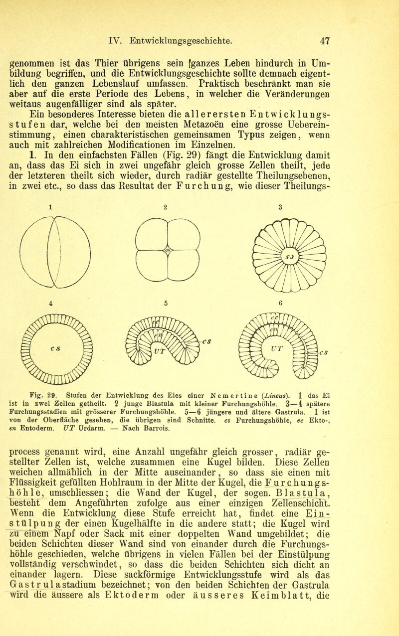 genommen ist das Thier übrigens sein [ganzes Leben hindurch in Um- bildung begriffen, und die Entwicklungsgeschichte sollte demnach eigent- lich den ganzen Lebenslauf umfassen. Praktisch beschränkt man sie aber auf die erste Periode des Lebens, in welcher die Veränderungen weitaus augenfälliger sind als später. Ein besonderes Interesse bieten die allerersten Entwicklungs- stufen dar, welche bei den meisten Metazoen eine grosse Ueberein- stimmung, einen charakteristischen gemeinsamen Typus zeigen, wenn auch mit zahlreichen Modificationen im Einzelnen. 1. In den einfachsten Fällen (Fig. 29) fängt die Entwicklung damit an, dass das Ei sich in zwei ungefähr gleich grosse Zellen theilt, jede der letzteren theilt sich wieder, durch radiär gestellte Theilungsebenen, in zwei etc., so dass das Resultat der Furchung, wie dieser Theilungs- 12 3 Fig. 29. Stufen der Entwicklung des Eies einer Nemertine (Lineus). 1 das Ei ist in zwei Zellen getheilt. 2 junge Blastula mit kleiner Furchungshöhle. 3—4 spätere Furchungsstadien mit grösserer Furchungshöhle. 5—6 jüngere und ältere Gastrula. 1 ist von der Oberfläche gesehen, die übrigen sind Schnitte, cs Furchungshöhle, ec Ekto-, en Entoderm. UT Urdarm. — Nach Barrois. process genannt wird, eine Anzahl ungefähr gleich grosser, radiär ge- stellter Zellen ist, welche zusammen eine Kugel bilden. Diese Zellen weichen allmählich in der Mitte auseinander, so dass sie einen mit Flüssigkeit gefüllten Hohlraum in der Mitte der Kugel, die Furchungs- höhle, umschliessen; die Wand der Kugel, der sogen. B1 a s t u 1 a, besteht dem Angeführten zufolge aus einer einzigen Zellenschicht. Wenn die Entwicklung diese Stufe erreicht hat, findet eine Ein- stülpung der einen Kugelhälfte in die andere statt; die Kugel wird zu einem Napf oder Sack mit einer doppelten Wand umgebildet; die beiden Schichten dieser Wand sind von einander durch die Furchungs- höhle geschieden, welche übrigens in vielen Fällen bei der Einstülpung vollständig verschwindet, so dass die beiden Schichten sich dicht an einander lagern. Diese sackförmige Entwicklungsstufe wird als das GastrulaStadium bezeichnet; von den beiden Schichtender Gastrula wird die äussere als Ektoderm oder äusseres Keimblatt, die