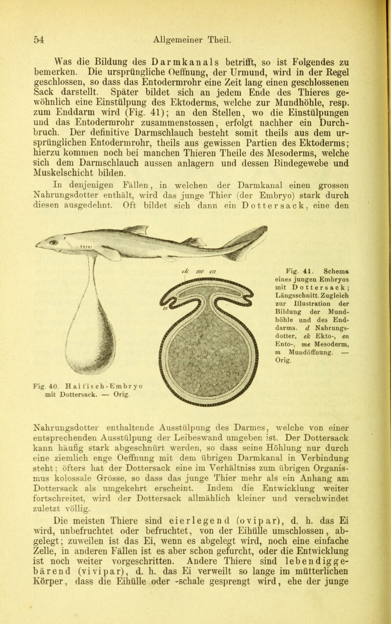 Was die Bildung des Darmkanals betrifft, so ist Folgendes zu bemerken. Die ursprüngliche Oeffnung, der Urmund, wird in der Regel geschlossen, so dass das Entodermrohr eine Zeit lang einen geschlossenen Sack darstellt. Später bildet sich an jedem Ende des Thieres ge- wöhnlich eine Einstülpung des Ektoderms, welche zur Mundhöhle, resp. zum Enddarm wird (Fig. 41); an den Stellen, wo die Einstülpungen und das Entodermrohr zusammenstossen, erfolgt nachher ein Durch- bruch. Der definitive Darmschlauch besteht somit theils aus dem ur- sprünglichen Entodermrohr, theils aus gewissen Partien des Ektoderms; hierzu kommen noch bei manchen Thieren Tlieile des Mesoderms, welche sich dem Darmschlauch aussen anlagern und dessen Bindegewebe und Muskelschicht bilden. In denjenigen Fällen, in welchen der Darmkanal einen grossen Nahrungsdotter enthält, wird das junge Thier (der Embryo) stark durch diesen ausgedehnt. Oft bildet sich dann ein Dottersack, eine den Fig. 40. Haifisch-Embryo mit Dottersack. — Orig. Fig. 41. Schema eines jungen Embryos mit Dottersack; Längsschnitt. Zugleich zur Illustration der Bildung der Mund- höhle und des End- darms. d Nahrungs- dotter, ek Ekto-, en Ento-, me Mesoderm, m Mundöffnung. — Orig. Nahrungsdotter enthaltende Ausstülpung des Darmes, welche von einer entsprechenden Ausstülpung der Leibeswand umgeben ist. Der Dottersack kann häufig stark abgeschnürt werden, so dass seine Höhlung nur durch eine ziemlich enge Oeffnung mit dem übrigen Darmkanal in Verbindung steht: öfters hat der Dottersack eine im Verhältniss zum übrigen Organis- mus kolossale Grösse, so dass das junge Thier mehr als ein Anhang am Dottersack als umgekehrt erscheint. Indem die Entwicklung weiter fortschreitet, wird der Dottersack allmählich kleiner und verschwindet zuletzt völlig. Die meisten Thiere sind eierlegend (ovipar), d. h. das Ei wird, unbefruchtet oder befruchtet, von der Eihülle umschlossen, ab- gelegt; zuweilen ist das Ei, wenn es abgelegt wird, noch eine einfache Zelle, in anderen Fällen ist es aber schon gefurcht, oder die Entwicklung ist noch weiter vorgeschritten. Andere Thiere sind lebendigge- bärend (vivipar), d. h. das Ei verweilt so lange im mütterlichen Körper, dass die Eihülle oder -schale gesprengt wird, ehe der junge