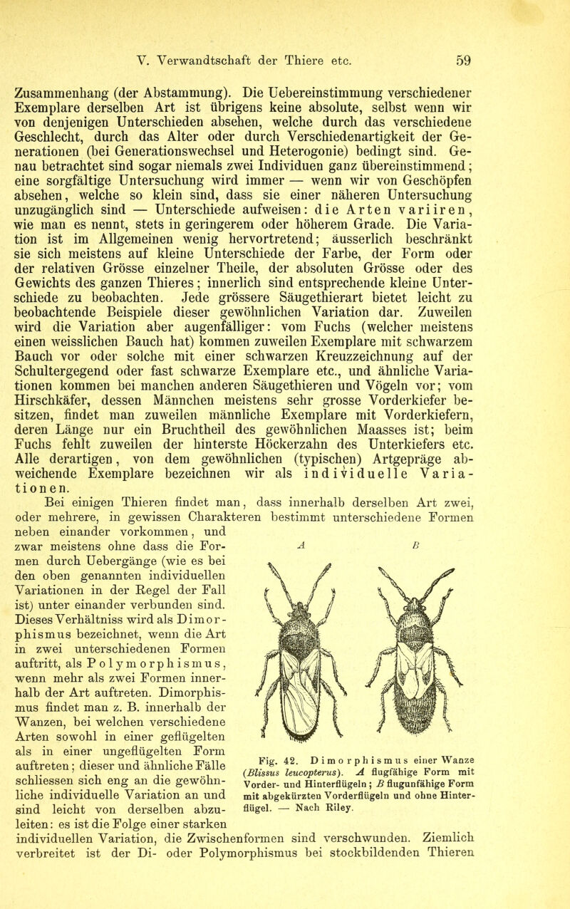 Zusammenhang (der Abstammung). Die Uebereinstimmung verschiedener Exemplare derselben Art ist übrigens keine absolute, selbst wenn wir von denjenigen Unterschieden absehen, welche durch das verschiedene Geschlecht, durch das Alter oder durch Verschiedenartigkeit der Ge- nerationen (bei Generationswechsel und Heterogonie) bedingt sind. Ge- nau betrachtet sind sogar niemals zwei Individuen ganz übereinstimmend; eine sorgfältige Untersuchung wird immer — wenn wir von Geschöpfen absehen, welche so klein sind, dass sie einer näheren Untersuchung unzugänglich sind — Unterschiede aufweisen: die Arten variiren, wie man es nennt, stets in geringerem oder höherem Grade. Die Varia- tion ist im Allgemeinen wenig hervortretend; äusserlich beschränkt sie sich meistens auf kleine Unterschiede der Farbe, der Form oder der relativen Grösse einzelner Theile, der absoluten Grösse oder des Gewichts des ganzen Thieres; innerlich sind entsprechende kleine Unter- schiede zu beobachten. Jede grössere Säugethierart bietet leicht zu beobachtende Beispiele dieser gewöhnlichen Variation dar. Zuweilen wird die Variation aber augenfälliger: vom Fuchs (welcher meistens einen weisslichen Bauch hat) kommen zuweilen Exemplare mit schwarzem Bauch vor oder solche mit einer schwarzen Kreuzzeichnung auf der Schultergegend oder fast schwarze Exemplare etc., und ähnliche Varia- tionen kommen bei manchen anderen Säugethieren und Vögeln vor; vom Hirschkäfer, dessen Männchen meistens sehr grosse Vorderkiefer be- sitzen, findet man zuweilen männliche Exemplare mit Vorderkiefern, deren Länge nur ein Bruchtheil des gewöhnlichen Maasses ist; beim Fuchs fehlt zuweilen der hinterste Höckerzahn des Unterkiefers etc. Alle derartigen, von dem gewöhnlichen (typischen) Artgepräge ab- weichende Exemplare bezeichnen wir als individuelle Varia- tionen. Bei einigen Thieren findet man, dass innerhalb derselben Art zwei, oder mehrere, in gewissen Charakteren bestimmt unterschiedene Formen neben einander Vorkommen, und zwar meistens ohne dass die For- A B men durch Uebergänge (wie es bei den oben genannten individuellen Variationen in der Kegel der Fall ist) unter einander verbunden sind. Dieses Verhältniss wird als Dimor- phismus bezeichnet, wenn die Art in zwei unterschiedenen Formen auftritt, als Polymorphismus, wenn mehr als zwei Formen inner- halb der Art auftreten. Dimorphis- mus findet man z. B. innerhalb der Wanzen, bei welchen verschiedene Arten sowohl in einer geflügelten als in einer ungeflügelten Form auftreten; dieser und ähnliche Fälle schliessen sich eng an die gewöhn- liche individuelle Variation an und sind leicht von derselben abzu- Fig. 42. Dimorphismus einer Wanze (Blissus leucopterus). A flugfähige Form mit Vorder- und Hinterflügeln ; B flugunfähige Form mit abgekürzten Vorderflügeln und ohne Hinter- flügel. — Nach Riley. leiten: es ist die Folge einer starken individuellen Variation, die Zwischenformen sind verschwunden. Ziemlich verbreitet ist der Di- oder Polymorphismus bei stockbildenden Thieren