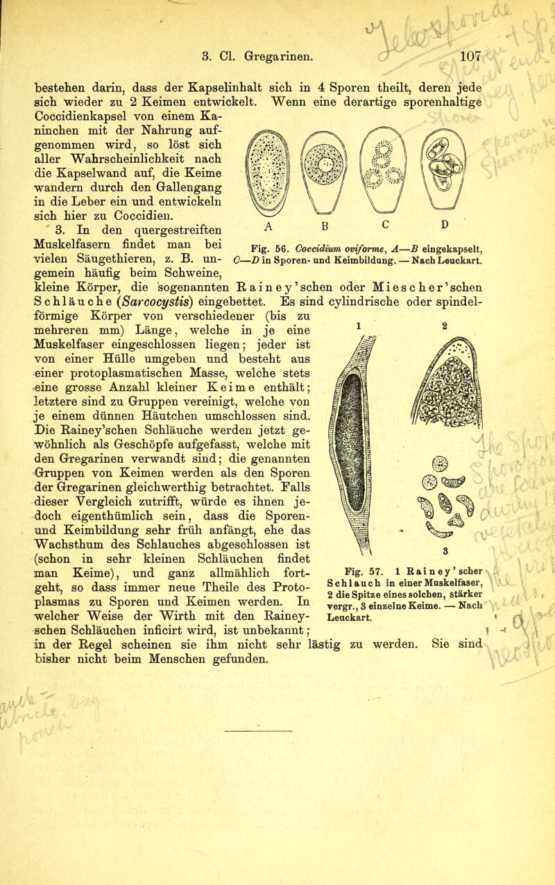 Fig. 56. Coccidium oviforme, A—B ein gekapselt, C—D in Sporen- und Keimbildung. —Nach Leuckart. bestehen darin, dass der Kapselinhalt sich in 4 Sporen theilt, deren jede sich wieder zu 2 Keimen entwickelt. Wenn eine derartige sporenhaltige Coccidienkapsel von einem Ka- ninchen mit der Nahrung auf- genommen wird, so löst sich aller Wahrscheinlichkeit nach die Kapselwand auf, die Keime wandern durch den Gallengang in die Leber ein und entwickeln sich hier zu Coccidien. 3. In den quergestreiften Muskelfasern findet man bei vielen Säugethieren, z. B. un- gemein häufig beim Schweine, kleine Körper, die sogenannten Bainey’schen oder Mies c h er ’sehen Schläuche (Sarcocystis) eingebettet. Es sind cylindrische oder spindel- förmige Körper von verschiedener (bis zu mehreren mm) Länge, welche in je eine Muskelfaser eingeschlossen liegen; jeder ist von einer Hülle umgeben und besteht aus einer protoplasmatischen Masse, welche stets eine grosse Anzahl kleiner Keime enthält; letztere sind zu Gruppen vereinigt, welche von je einem dünnen Häutchen umschlossen sind. Die Bainey’schen Schläuche werden jetzt ge- wöhnlich als Geschöpfe aufgefasst, welche mit den Gregarinen verwandt sind; die genannten Gruppen von Keimen werden als den Sporen der Gregarinen gleichwerthig betrachtet. Falls dieser Vergleich zutrifft, würde es ihnen je- doch eigenthümlich sein, dass die Sporen- und Keimbildung sehr früh anfängt, ehe das Wachsthum des Schlauches abgeschlossen ist (schon in sehr kleinen Schläuchen findet man Keime), und ganz allmählich fort- geht, so dass immer neue Theile des Proto- plasmas zu Sporen und Keimen werden. In welcher Weise der Wirth mit den Bainey- schen Schläuchen inficirt wird, ist unbekannt ; in der Begel scheinen sie ihm nicht sehr lästig zu werden. Sie sind bisher nicht beim Menschen gefunden. Fig. 57. 1 Rai ney’scher Schlauch in einer Muskelfaser, 2 die Spitze eines solchen, stärker vergr., 3 einzelne Keime. — Nach Leuckart. 1 '